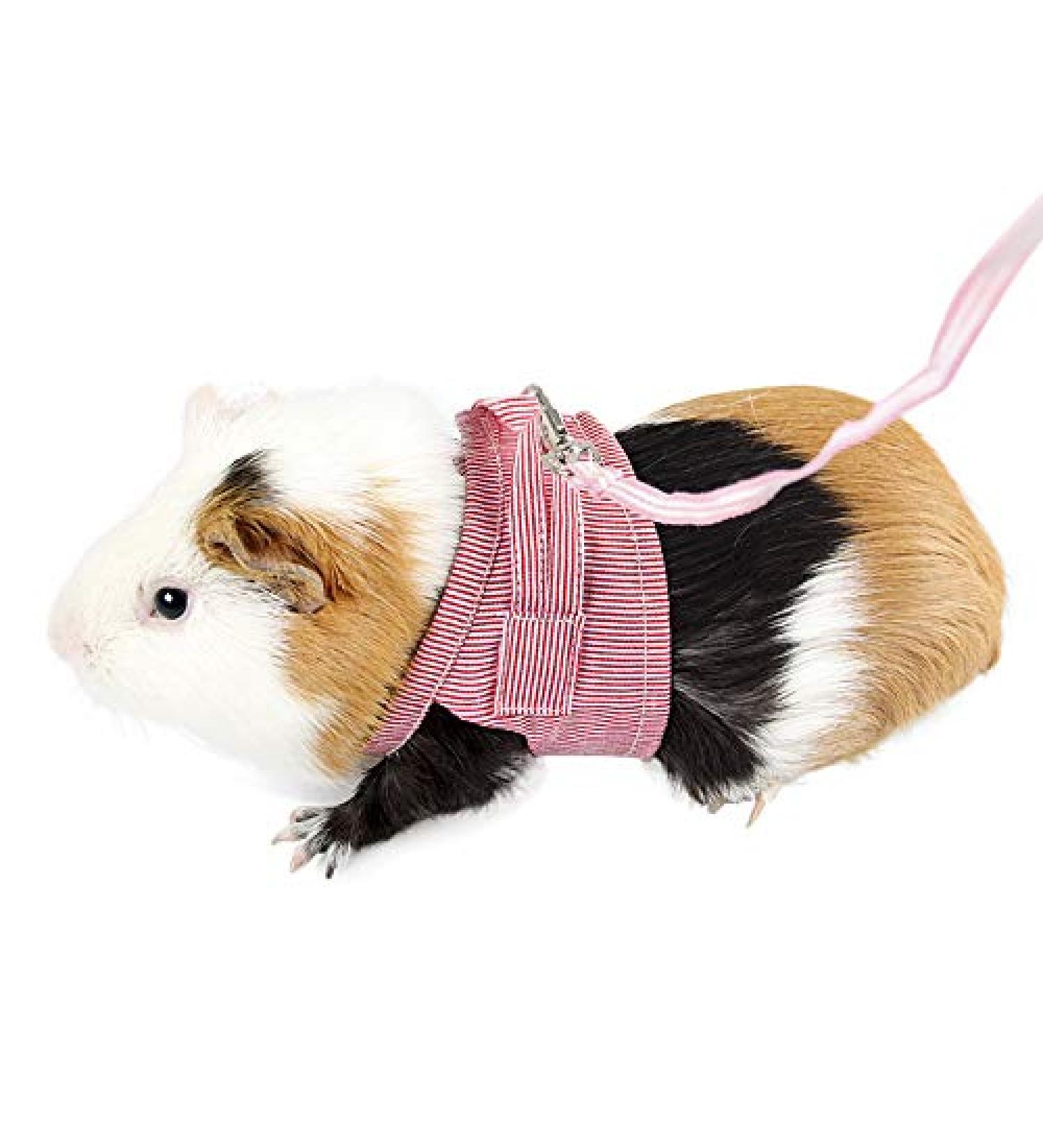 YJZQ Guinea Pigs Safety Harness Adjustable Stripe Pet Harness Vest Lead Rope for Rats Iguana Hamster Ferrets Small Animal Pet Training or Walking red - Buy Online on GoSupps.com