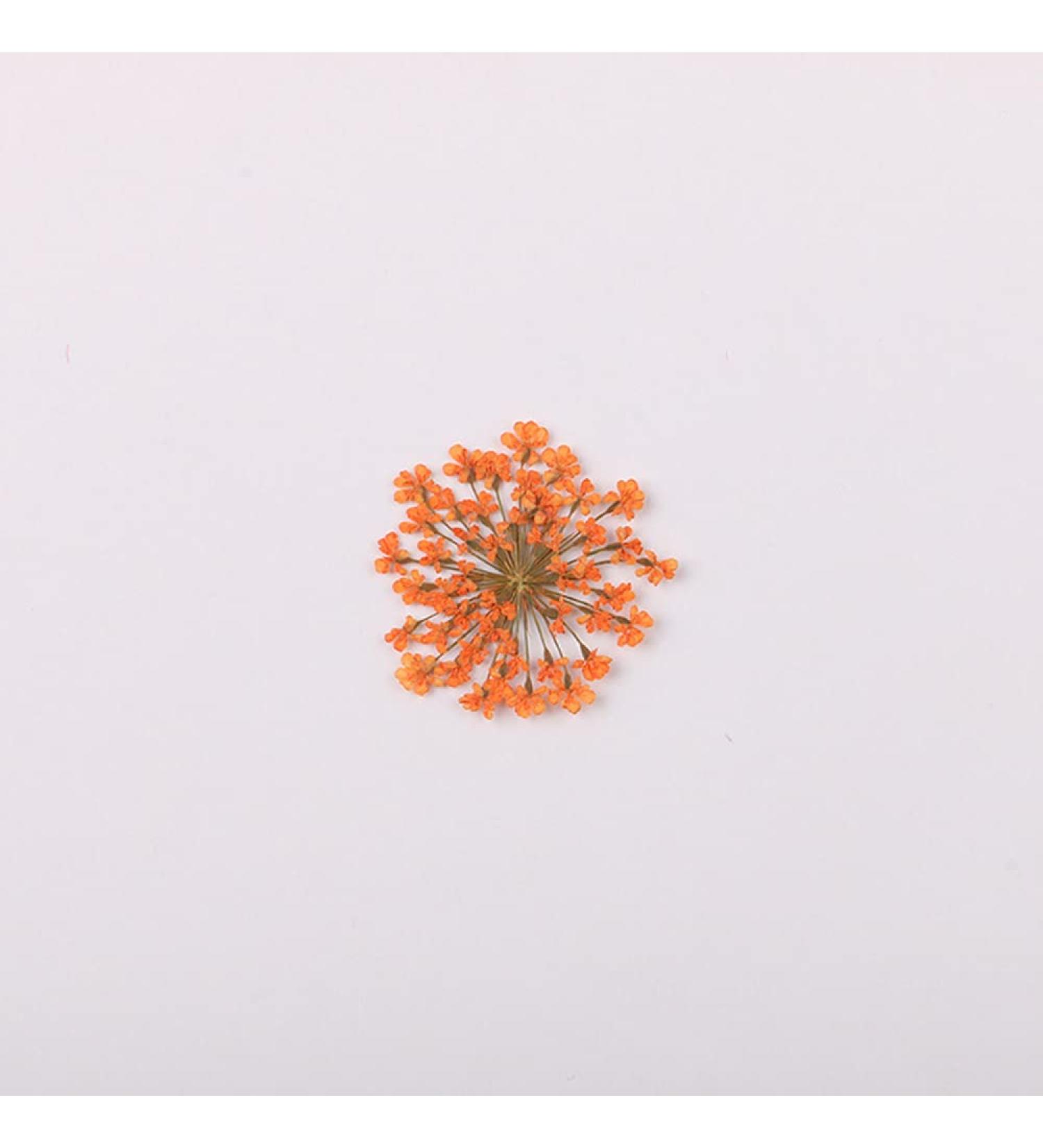 100pcs Ammi Majus Natural Pressed Dried Flowers for Resin, Soap & Candle Making (Orange) - Buy Online on GoSupps.com