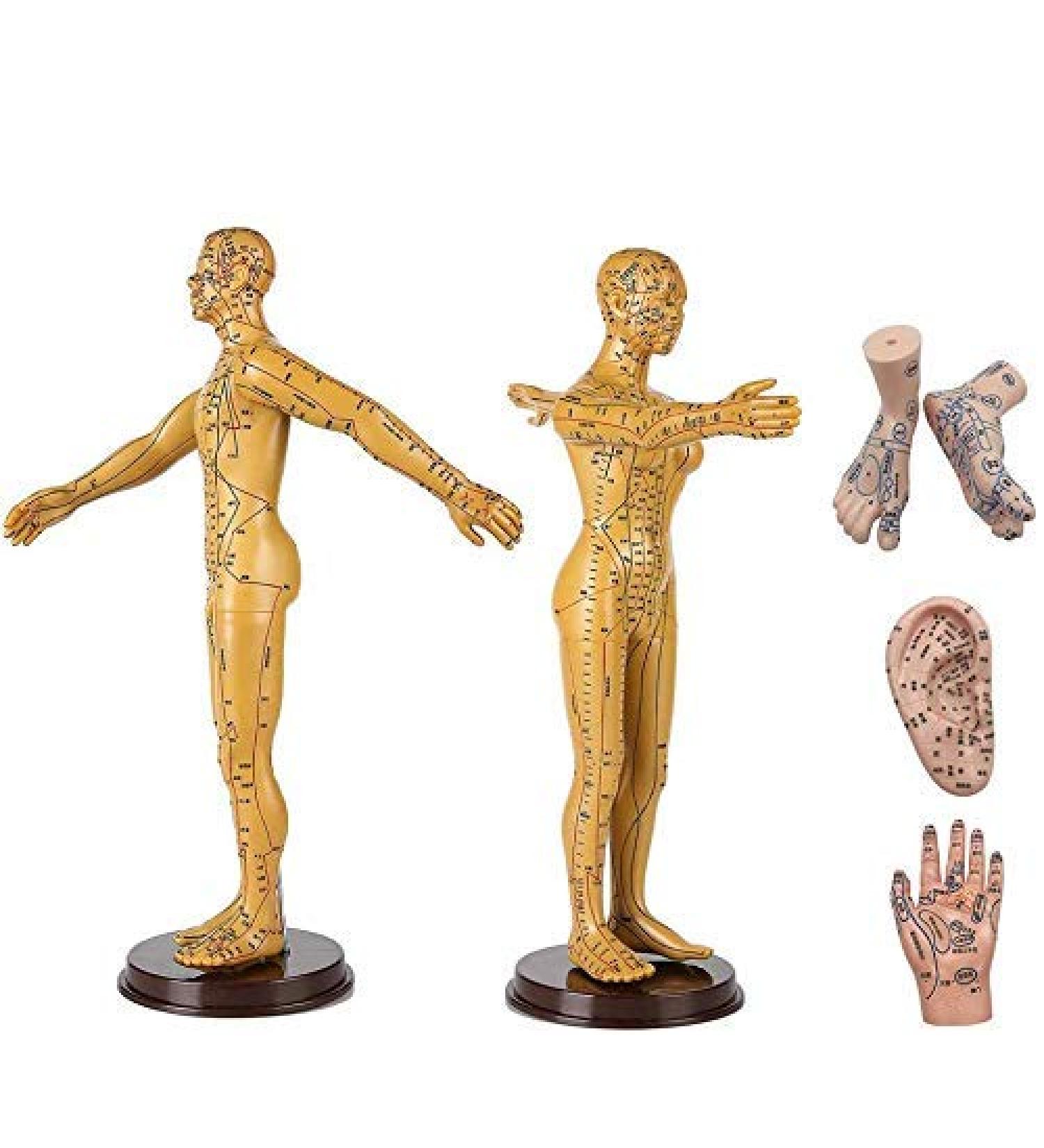 Model Human Acupuncture - Traditional Chinese Medicine Meridian and Acupoint Teaching - Man and Woman Acupuncture with Points - Includes Hands At - Buy Online on GoSupps.com