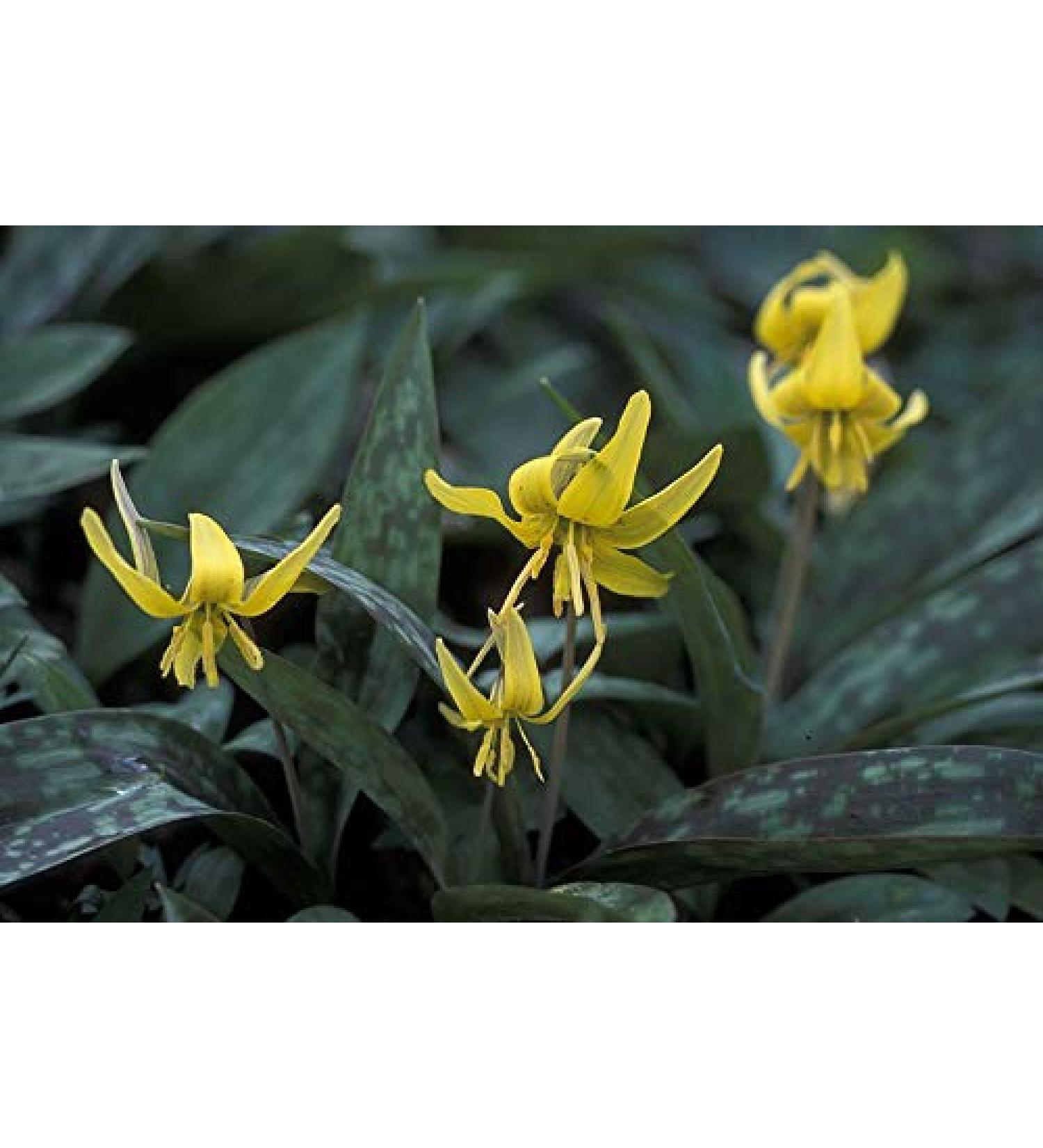 Seeds Package Not Plants 5 Yellow Trout Lily Erythronium um Premium Ground Flowers