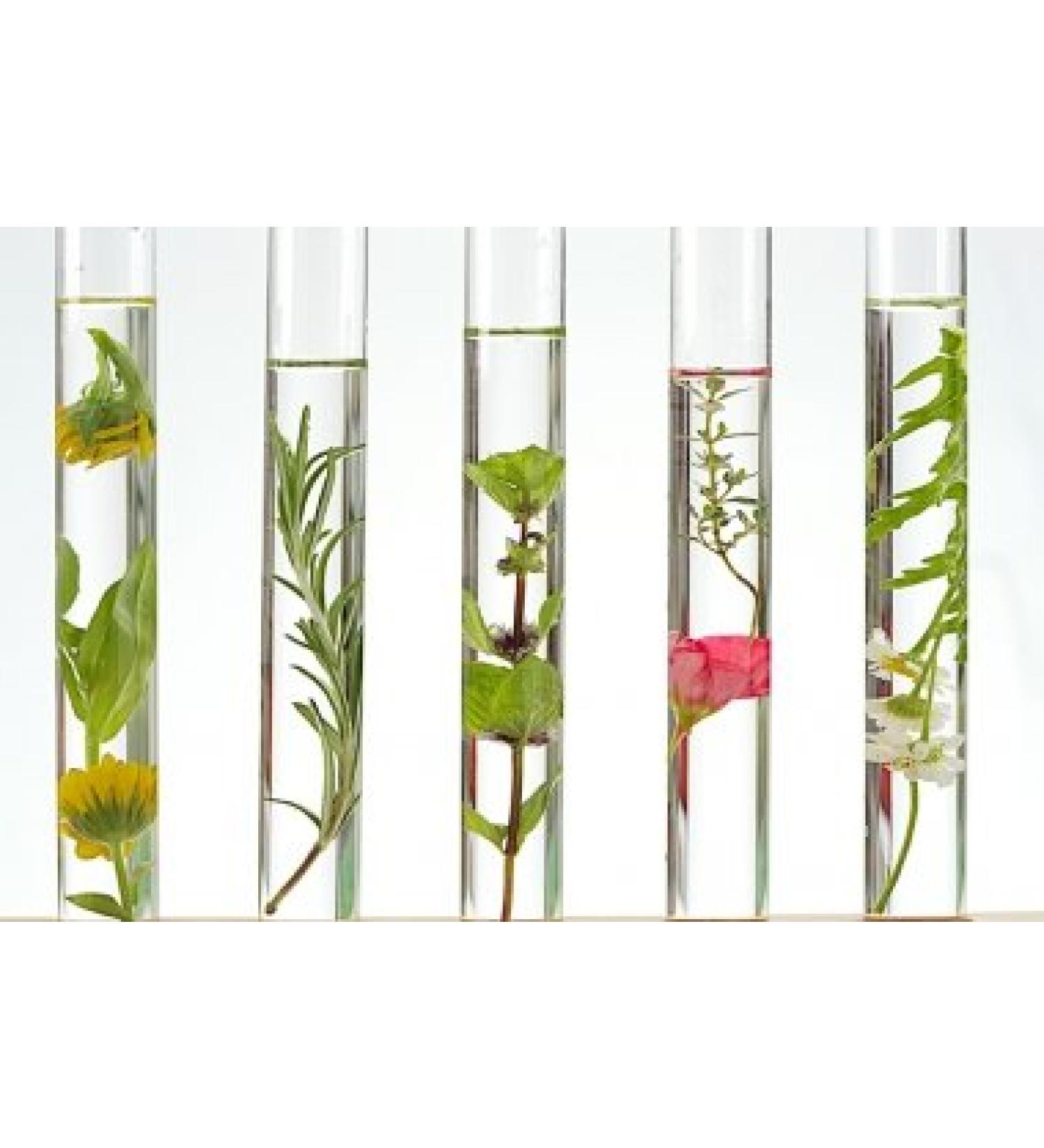 Evening primrose oil fluid 30% 50ml by Dragonspice Naturwaren 50ml