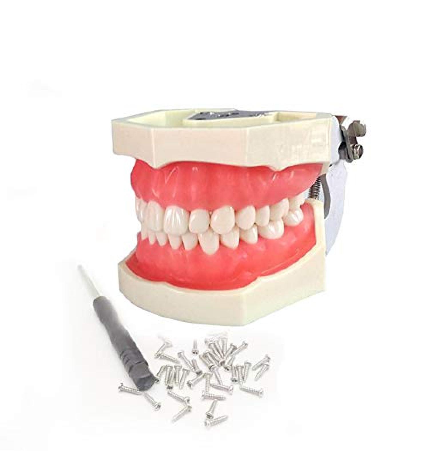 Vinbcorw Dental Care Model - 24 Removable Teeth for Adult Teaching (12x9.5 cm) - Ideal for Dentists & Educators - Buy Online on GoSupps.com