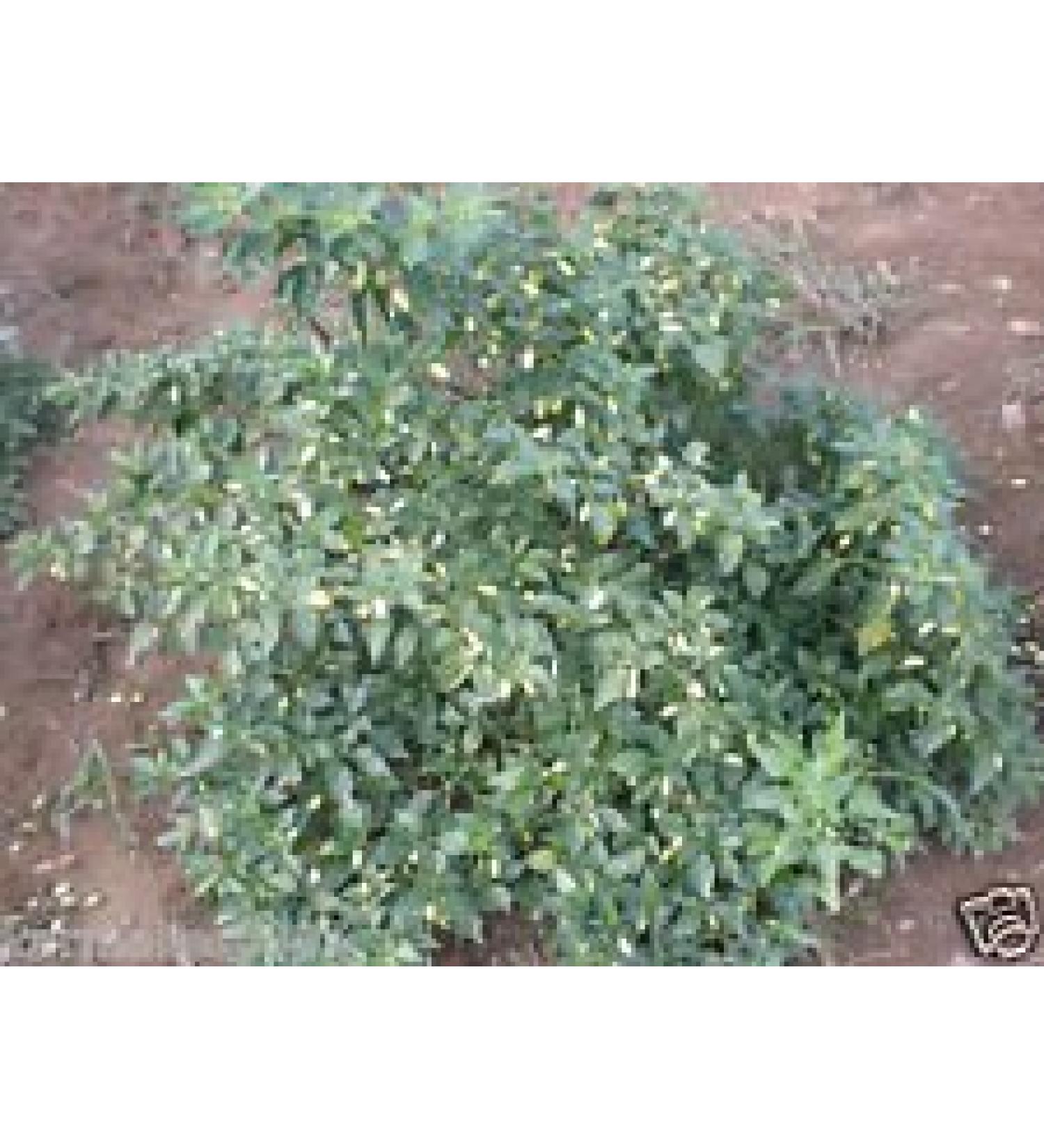 (100) WHITE HABANERO Hot Pepper SeedsSmall and HOT