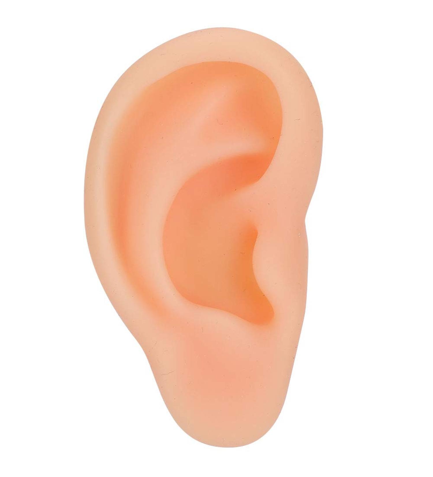 Silicone Acupuncture Ear Model - Professional Simulated Teaching Tool (Right Ear) - Buy Online on GoSupps.com