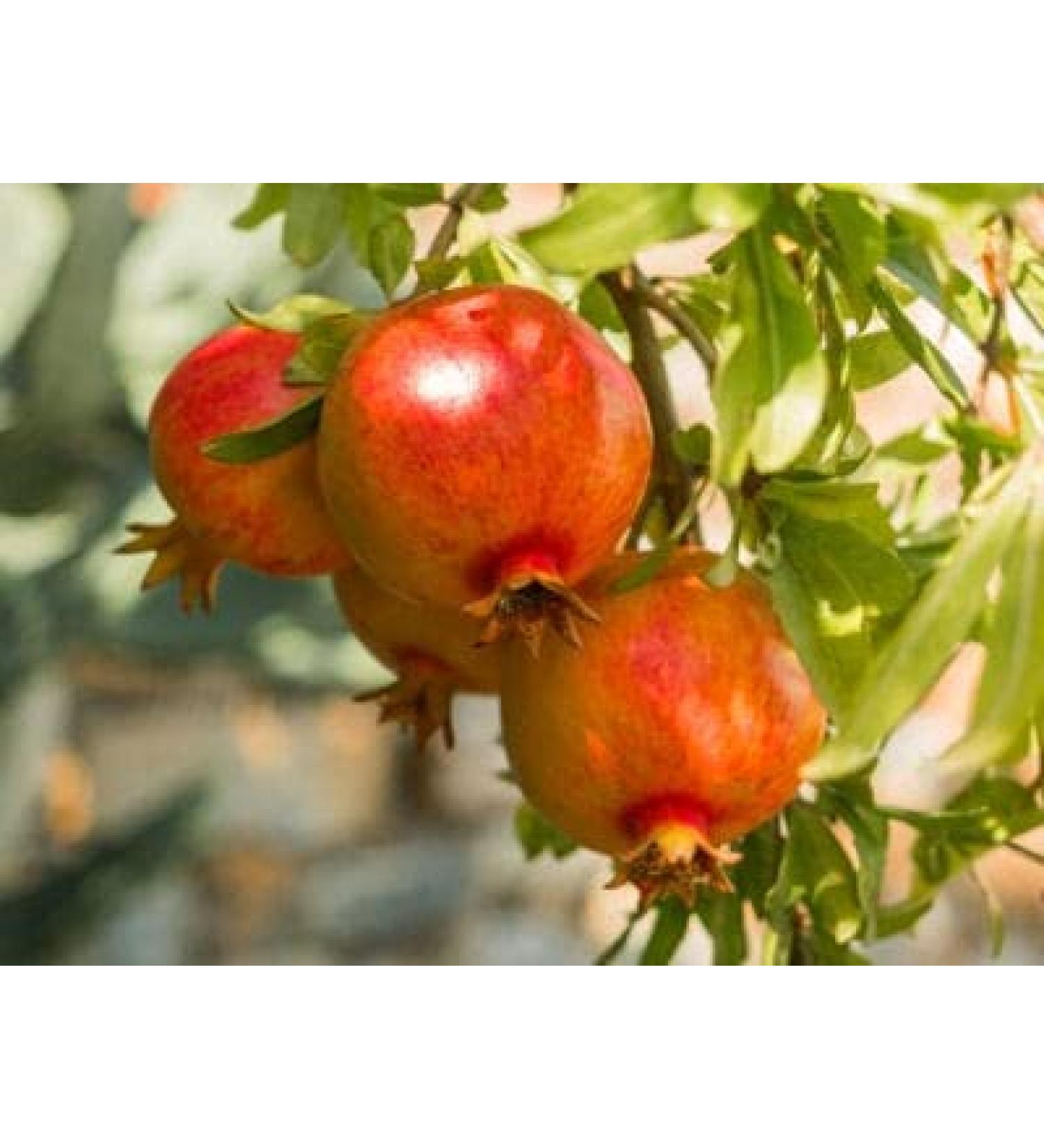 20 pezzi di semi di frutta BlackBerry Senza Spine