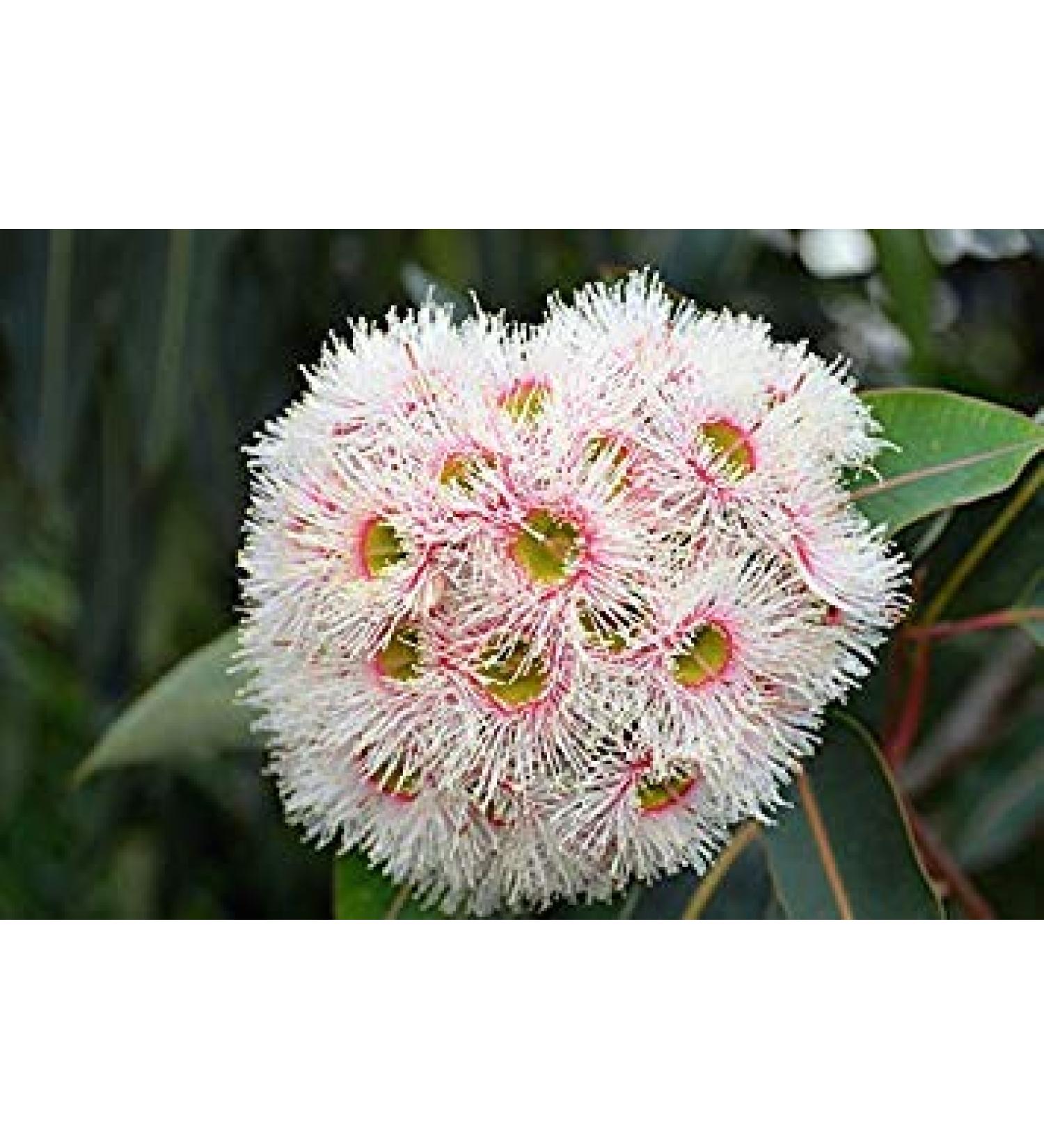 Germinazione I Semi: 20 Semi Eucalyptus camaldulensis Red River Evergreen Gum