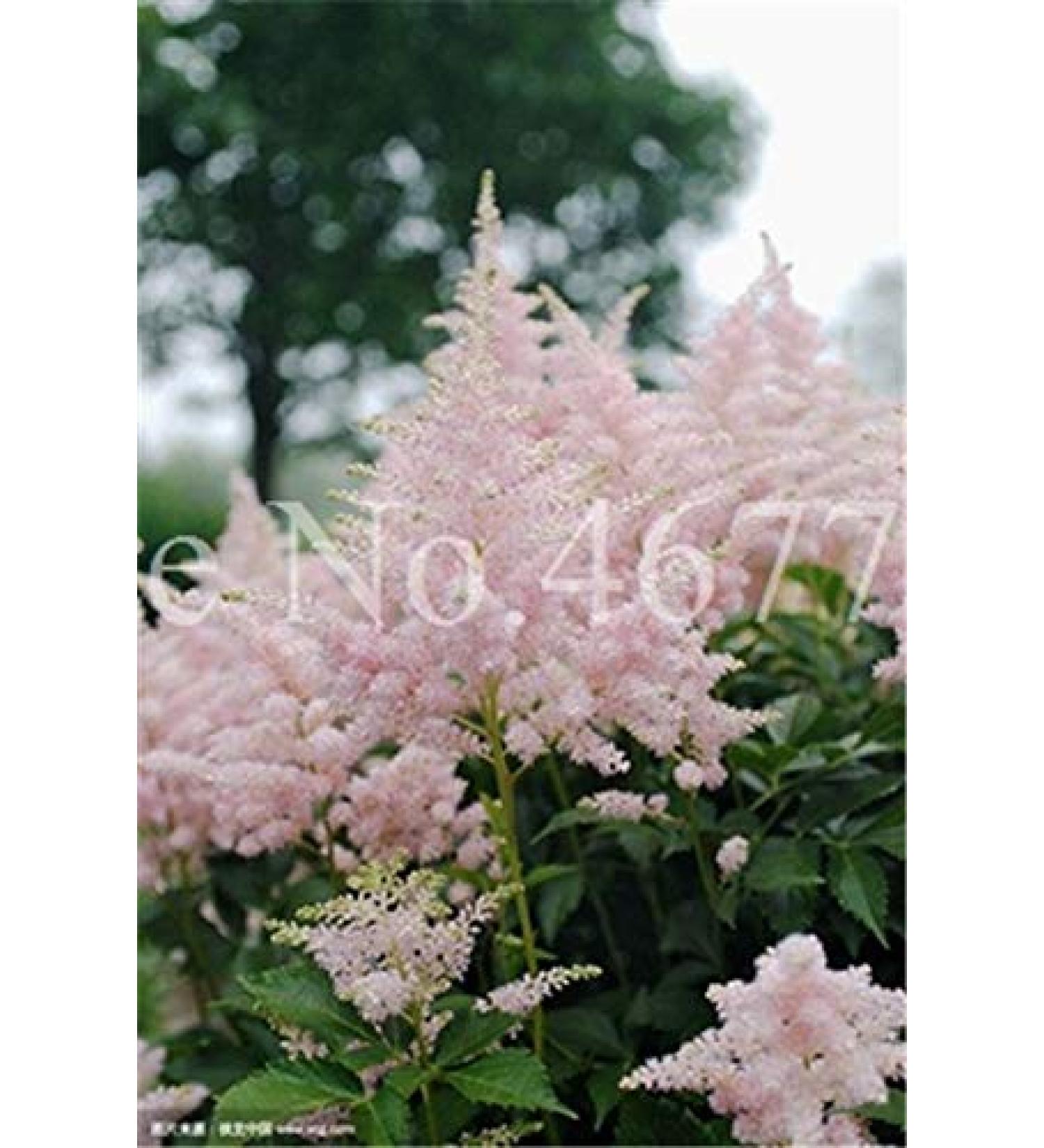 semi fresh 50PCS Astilbe flowers for plants baby pink color