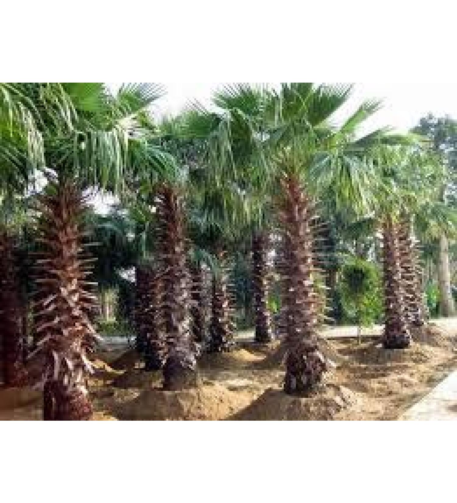 PLAT FIRM Germination SEEDS: 10 California Fan Palm Seeds, (WASHINGTONIA FILIFERA) from Hand Picked Nurseries