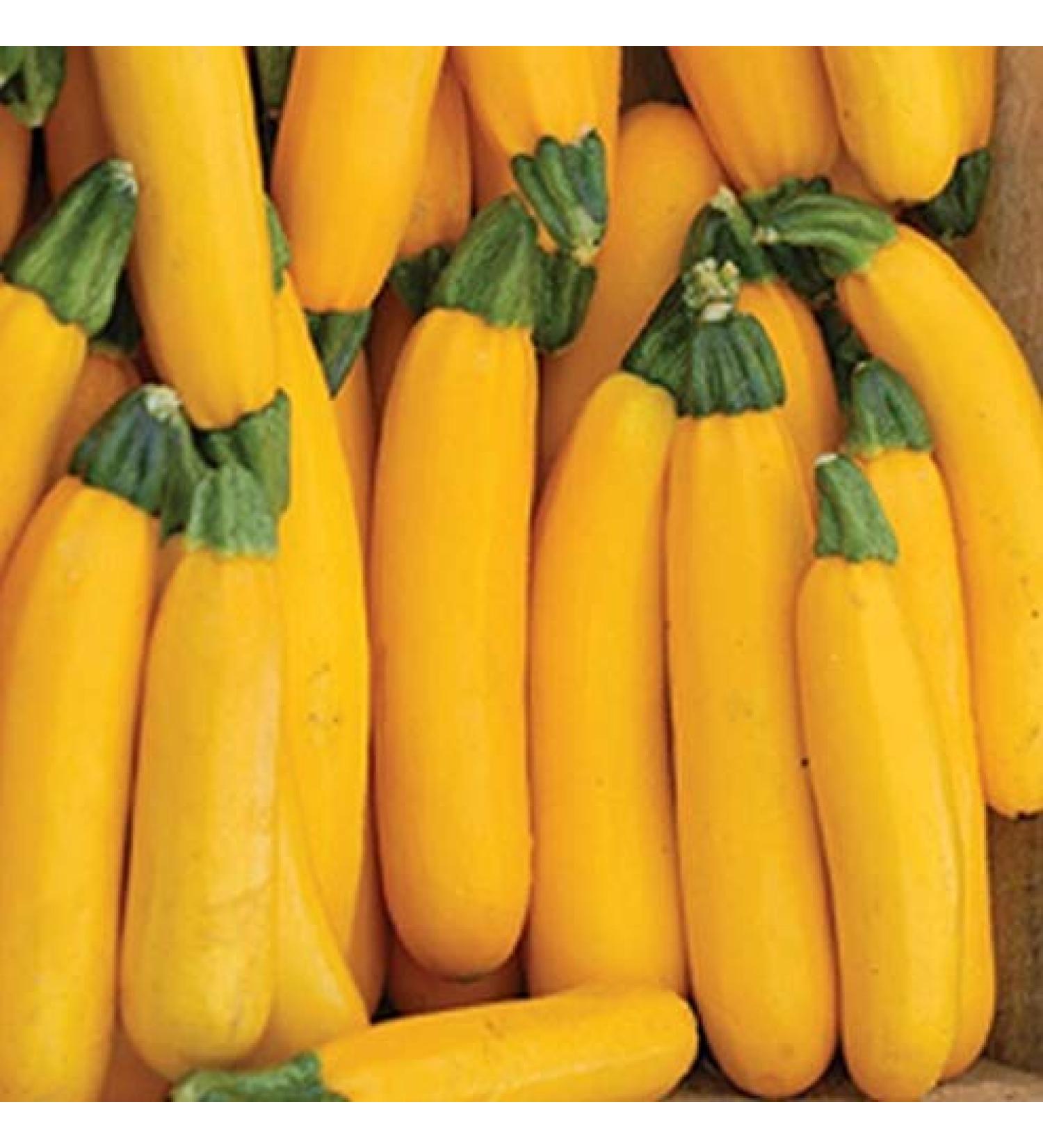 PLAT Firm Germinazione dei semi: 25 - Semi: ibrida Goldrush Yellow Zucchini Squash-cremoso Carne Bianca! Tasty TRASPORTO Libero! - Buy Online on GoSupps.com