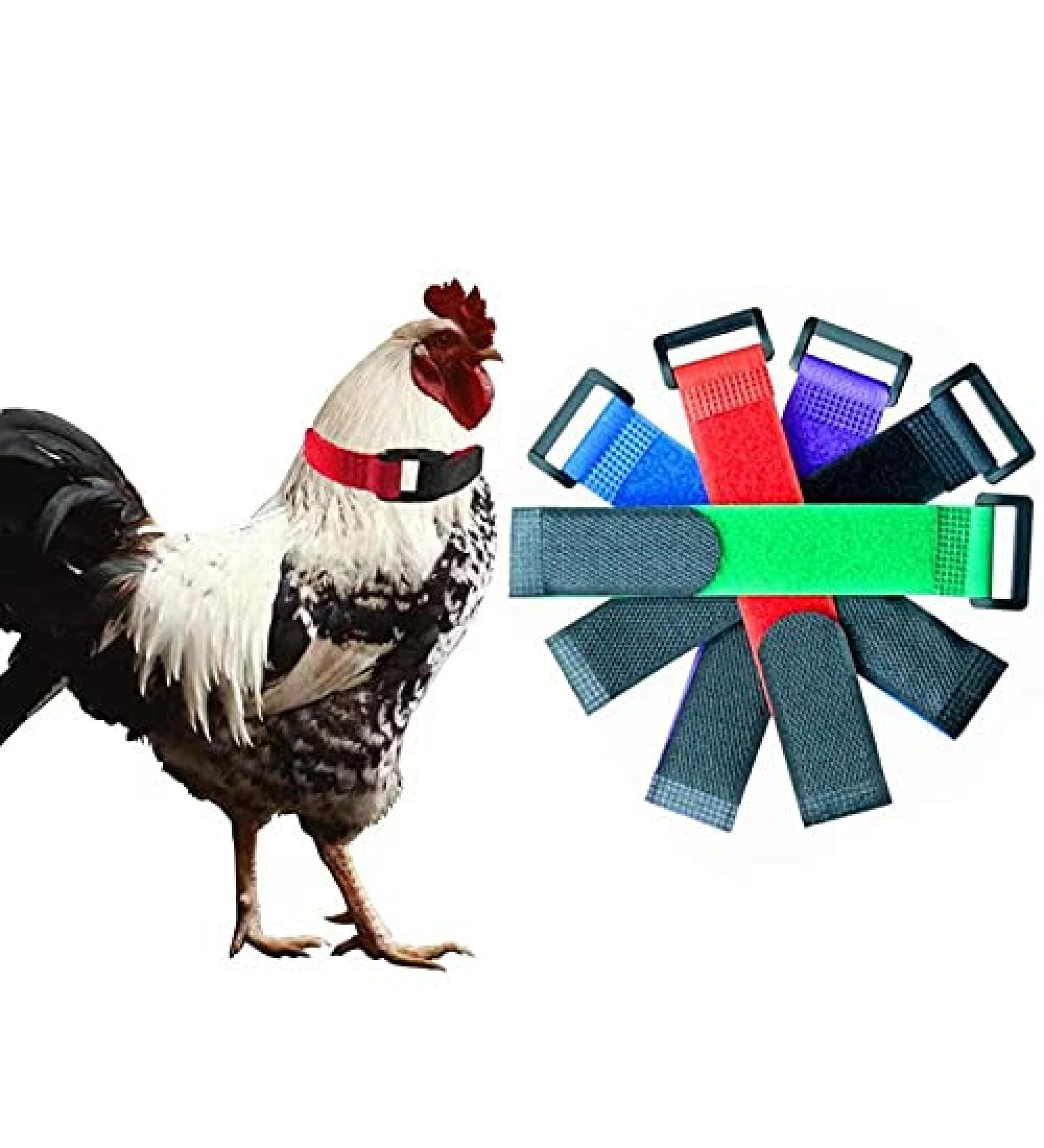 No Crow Rooster Collar - 6 Pack Anti-Crow Noise Neck Belt for Roosters - Noise-Free Chicken Collar - Buy Online on GoSupps.com
