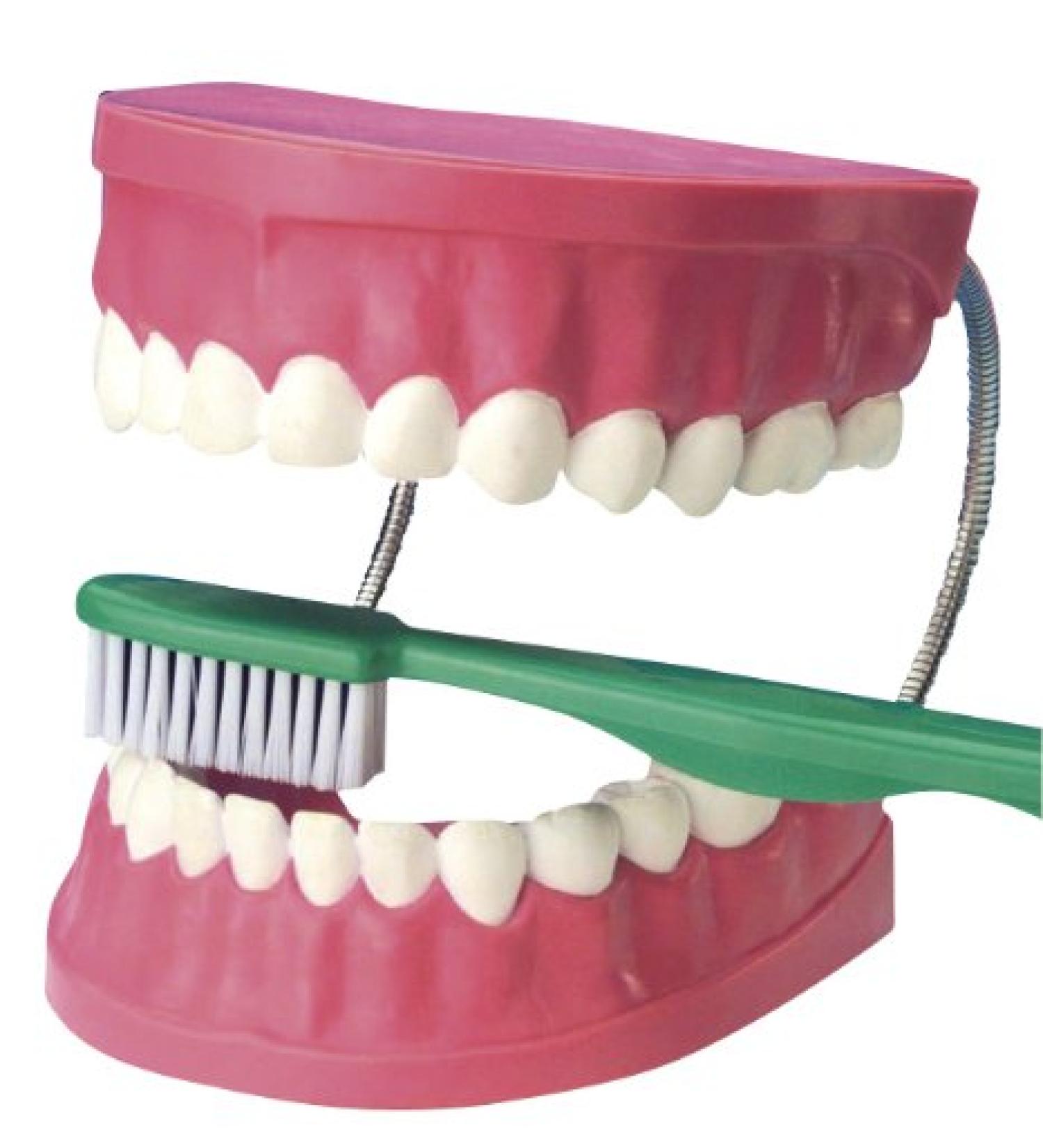 Eduplay 120067 - dental care model