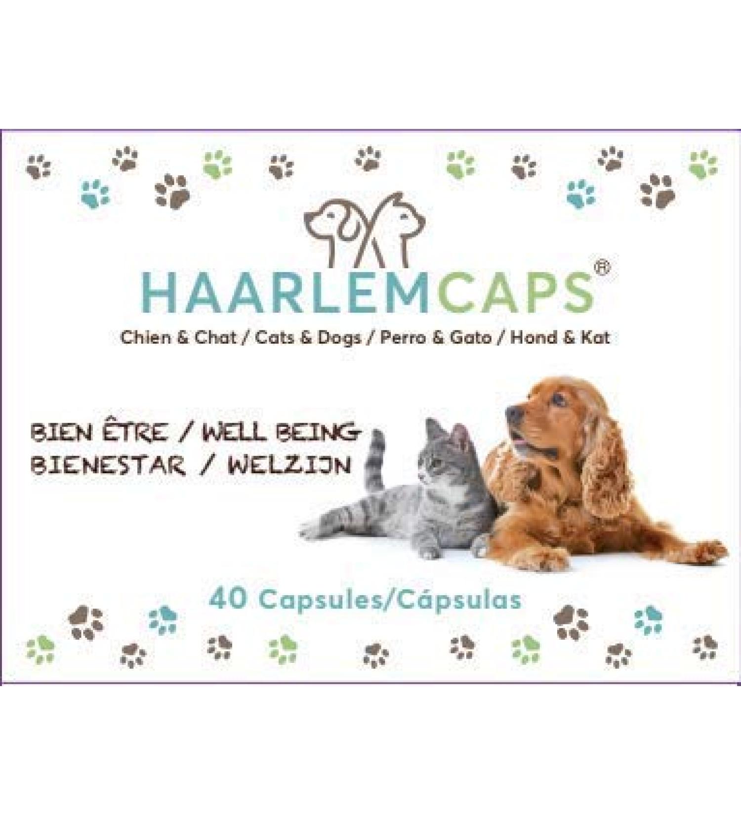 phyto vet Haarlem oil