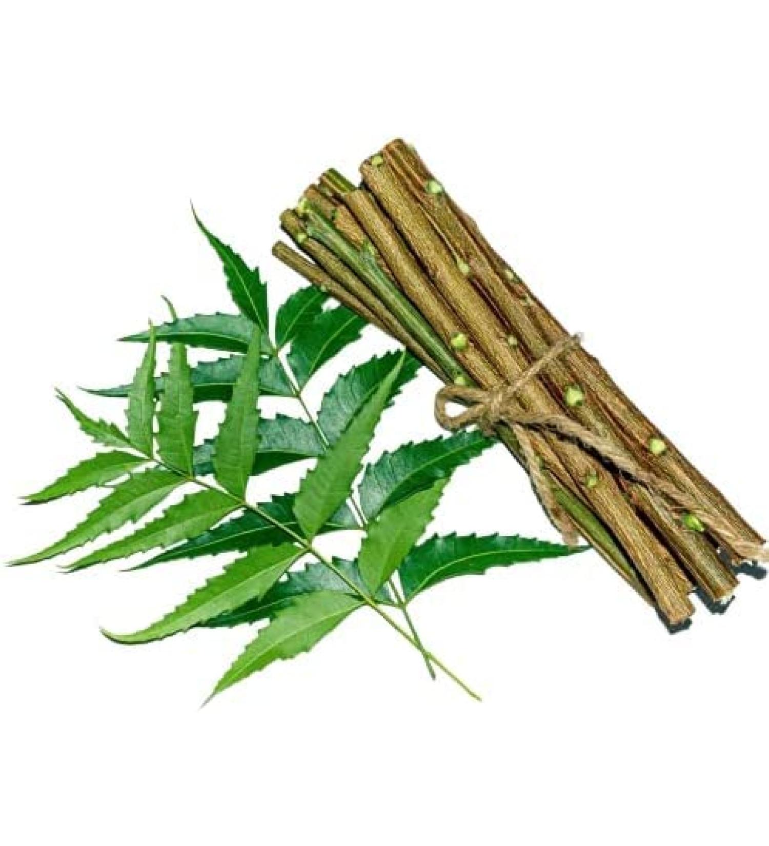 OMC Natural Neem Chew Sticks (Pack of 10) - Organic Neem Datun Toothbrush for Bad Breath & Toothache Relief (6 Inch) - Buy Online on GoSupps.com