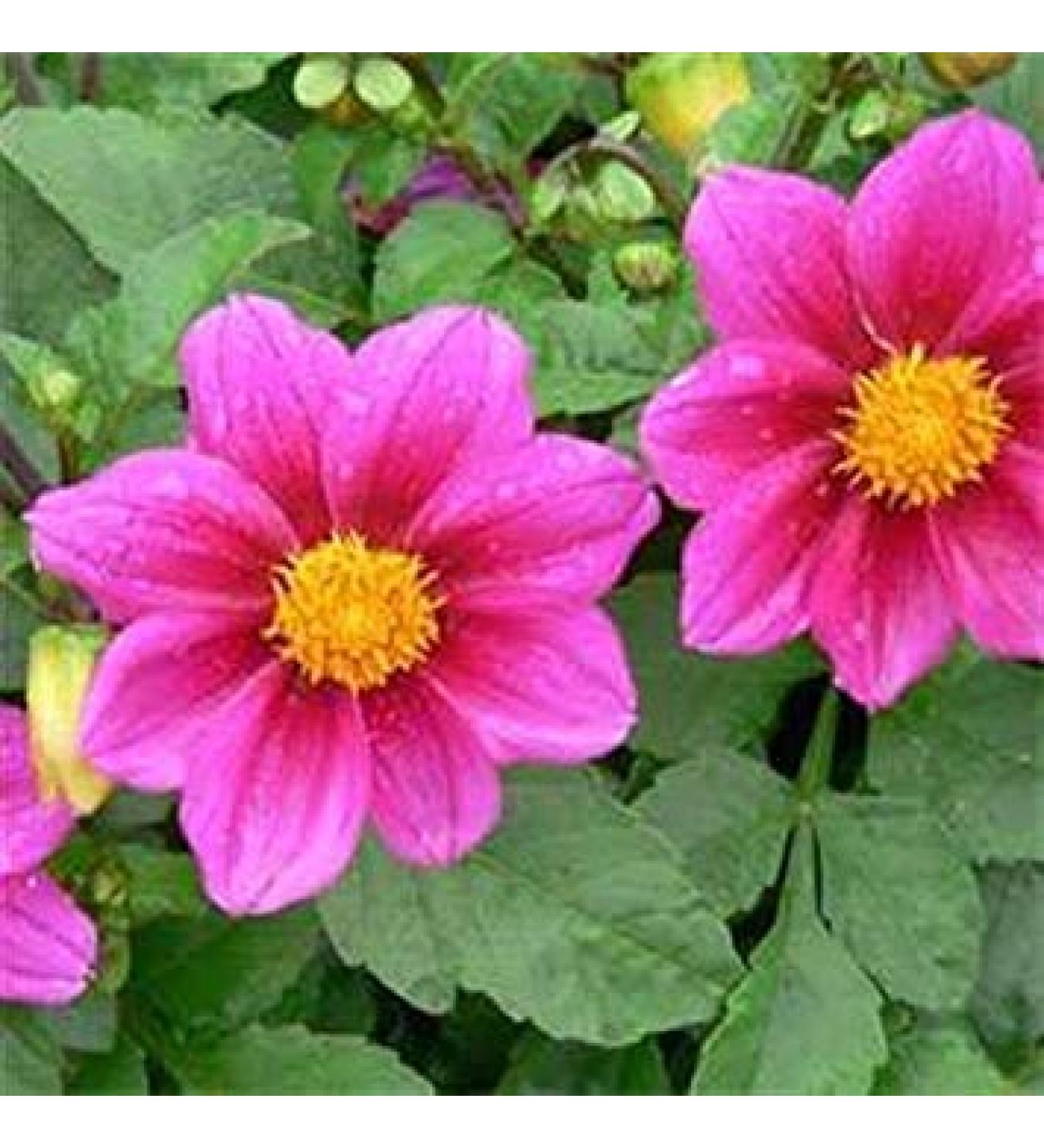 Fresh 100 semi - Semi Dalia Mignon Fiore Della Rosa