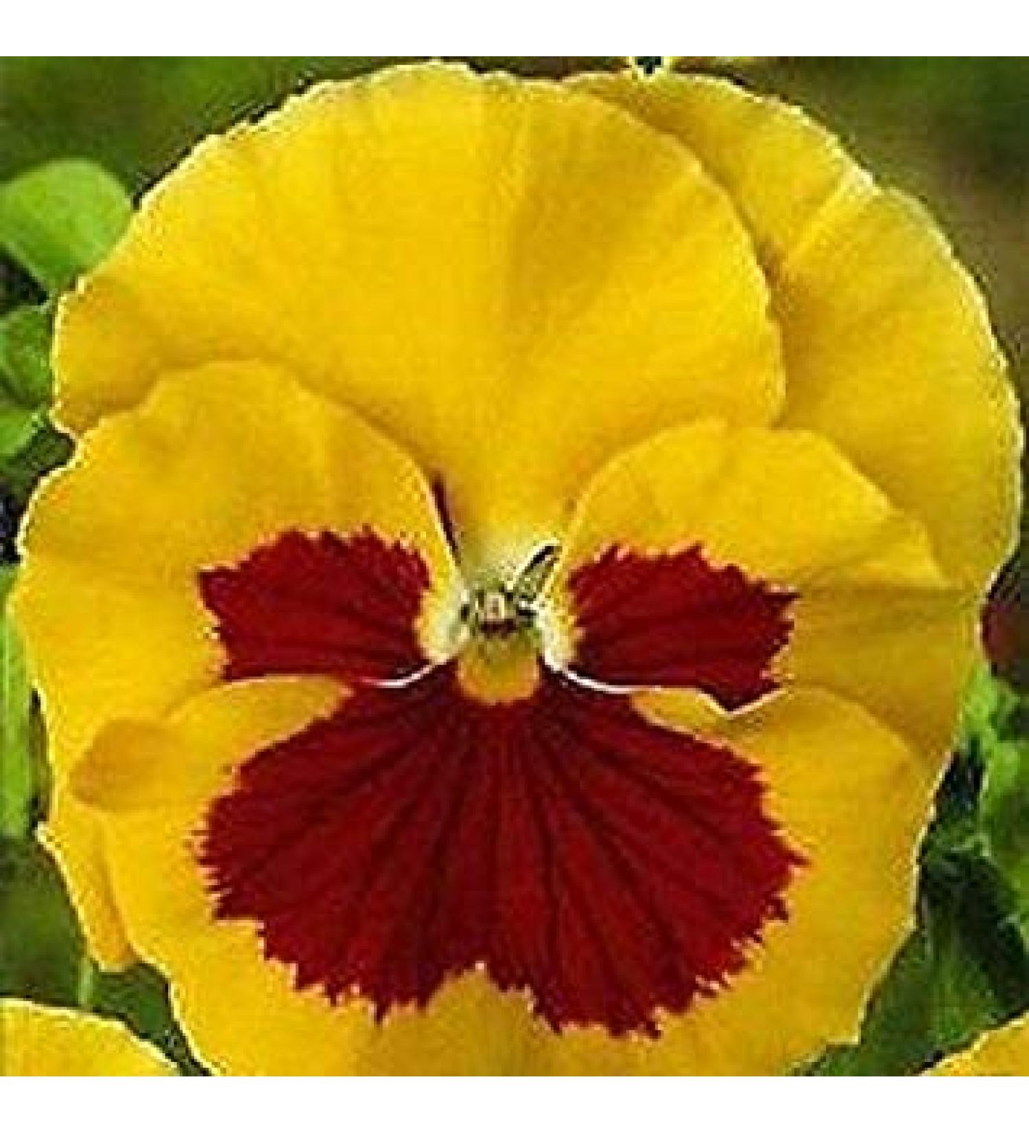 Blooms A 03g approx 250 Violet Seeds Yellow en Red Bright Yellow with Li