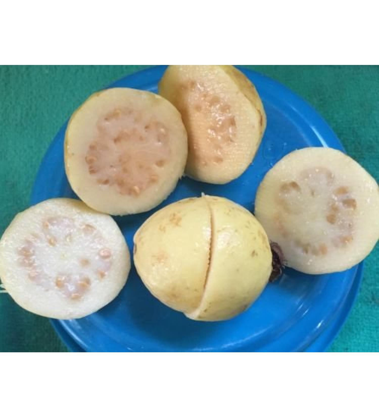 5 semi di messicani semi Crema Guava Superior Taste frutta le