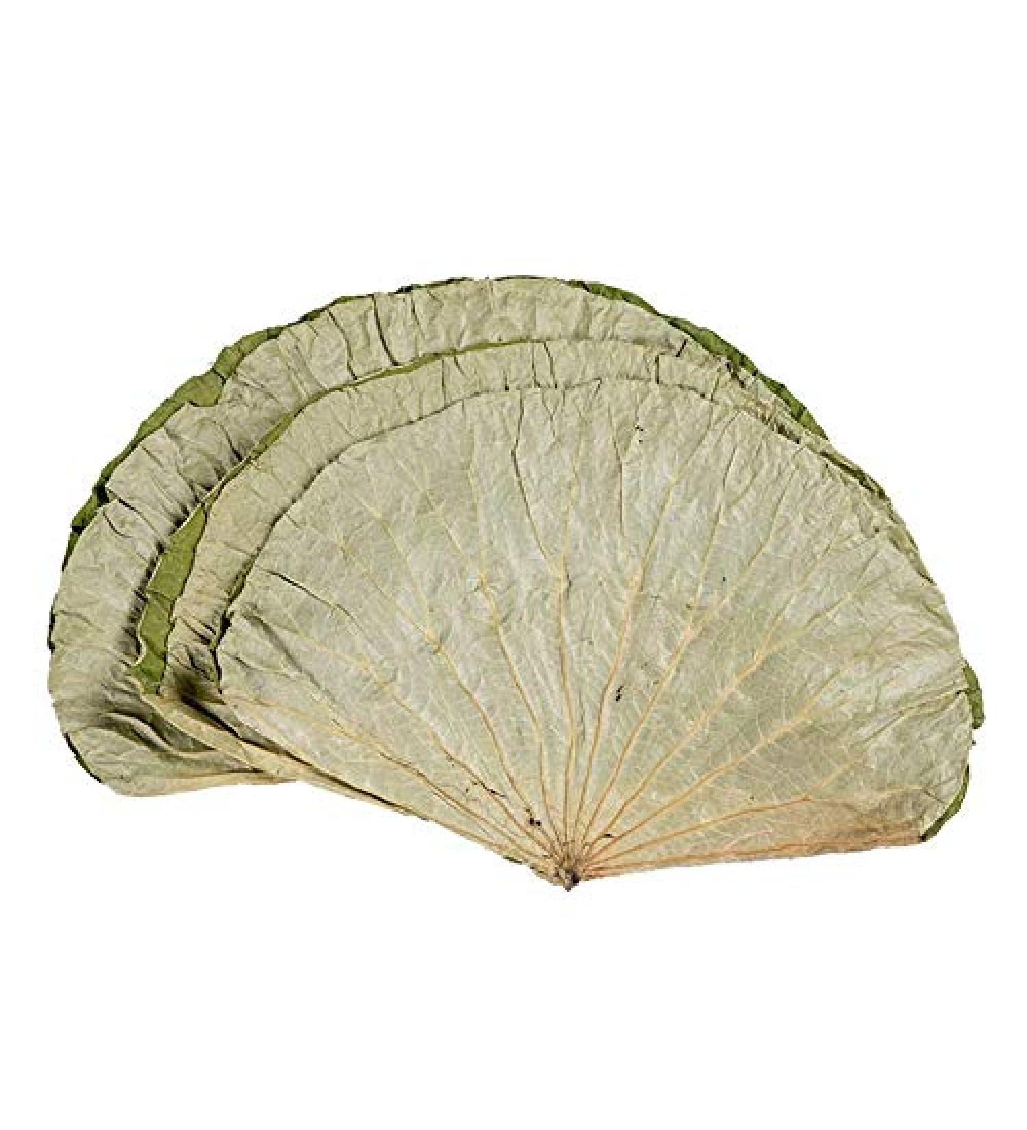 Infinitely Great Home Decor Center 500g dried lotus leaves for cooking Asian rice and food - Buy Online on GoSupps.com
