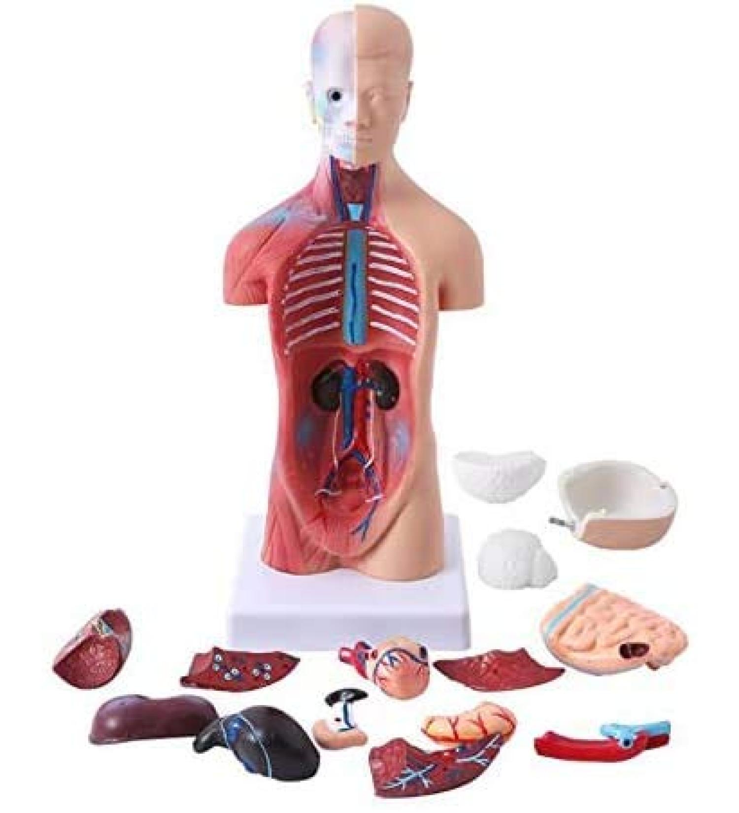 Human Body Torso Model - Half Body Torso Model 28 cm with Organs - Detachable Medical Education Model 19 Pieces -for Training aid Medical - Buy Online on GoSupps.com