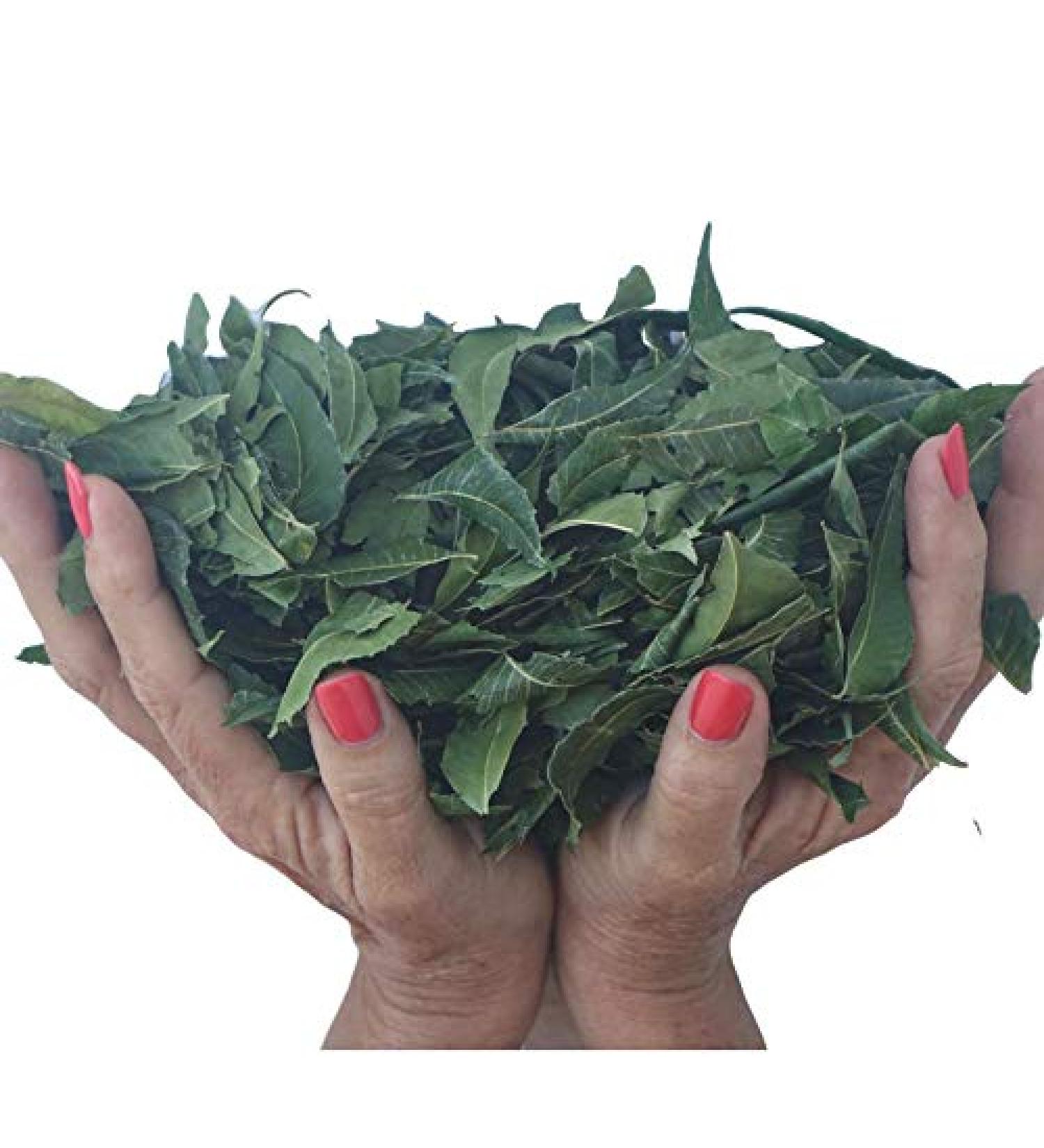 Organic Neem Leaves 5 Oz - Whole Fresh Wild Harvested for Tea | Natural Detox USA - Buy Online on GoSupps.com