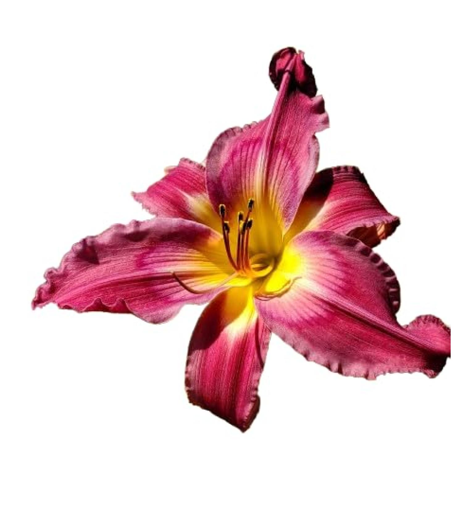 Sugar Plum Jam - Daylily