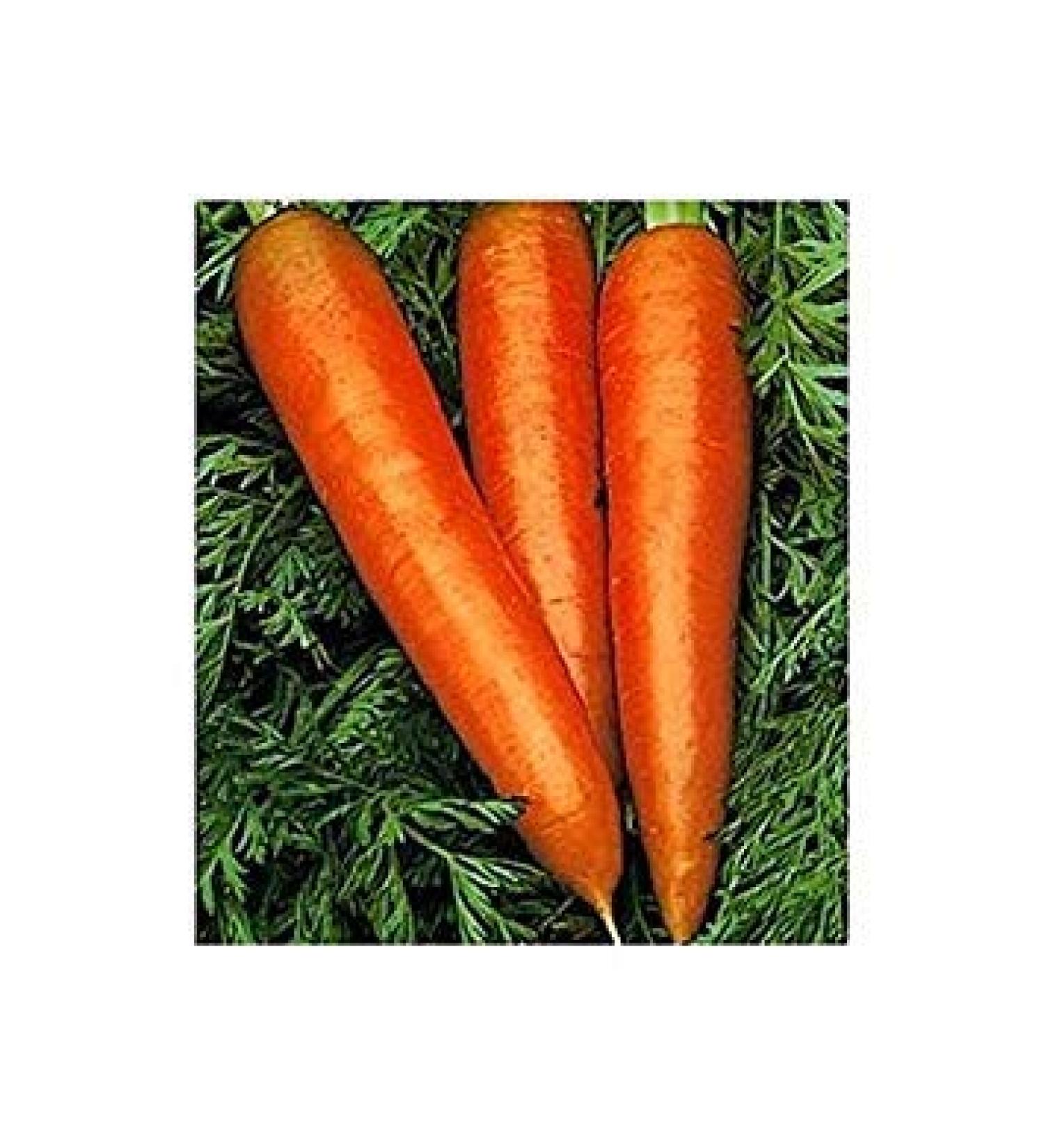 Germinazione I Semi: 300 - Semi: Carote Danvers - Long & Sweet & Tasty !!! Great Carrot !! Spedizione Gratuita!!!