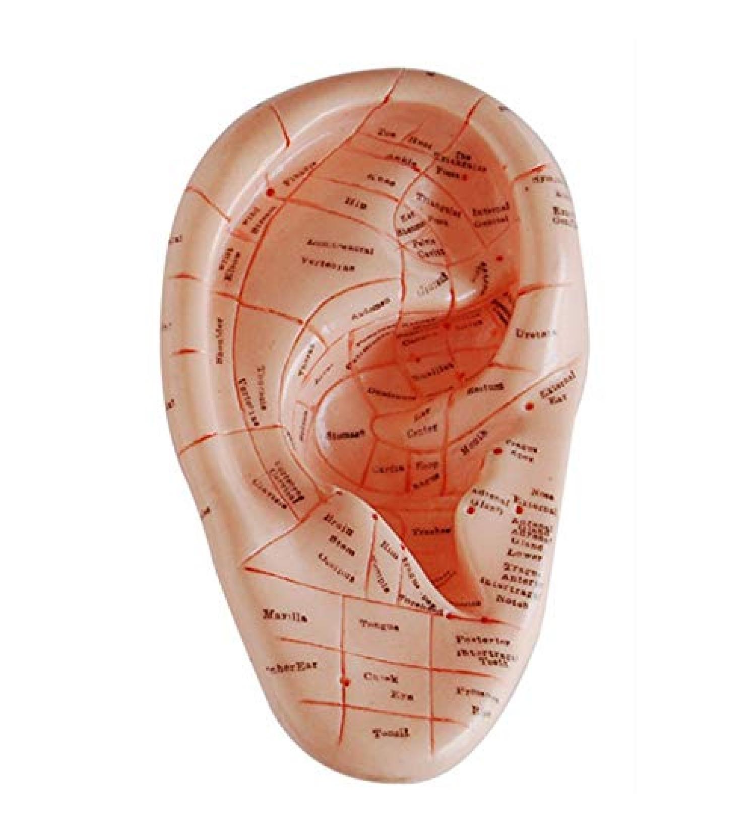 wemee English Version Ear Acupuncture Earpins Model Model Auricular Application Model Ear Acupuncture Points Model - Buy Online on GoSupps.com