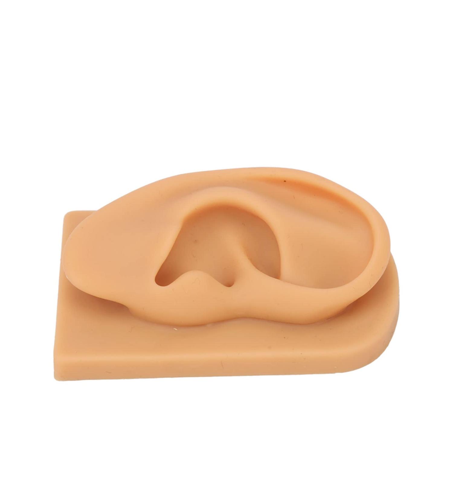 Soft Silicone Right Ear Model for Science Education Display - Buy Online on GoSupps.com