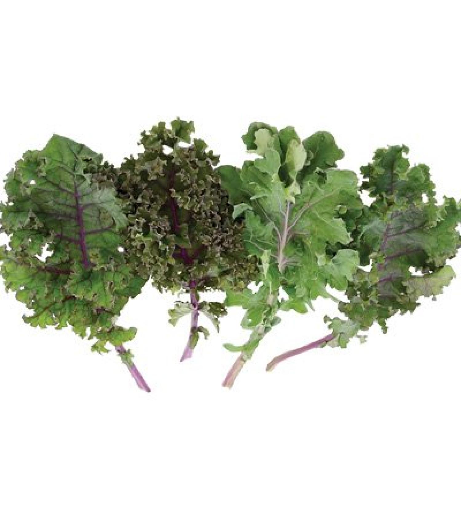 4 gramos de semillas de la Red Blend Kale