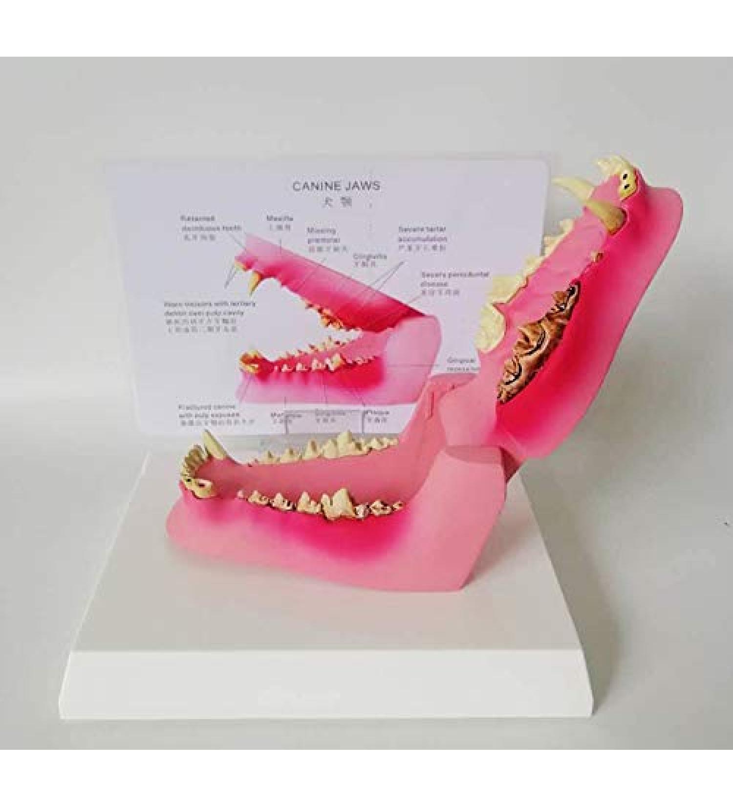 Dog Teeth Model Canine Dental Model Canine Dental Model Dog Canine Tooth Anatomy Model Canine Veterinary Skeleton Veterinary Teaching PVC for Veterinary Office Educational Tool. - Buy Online on GoSupps.com