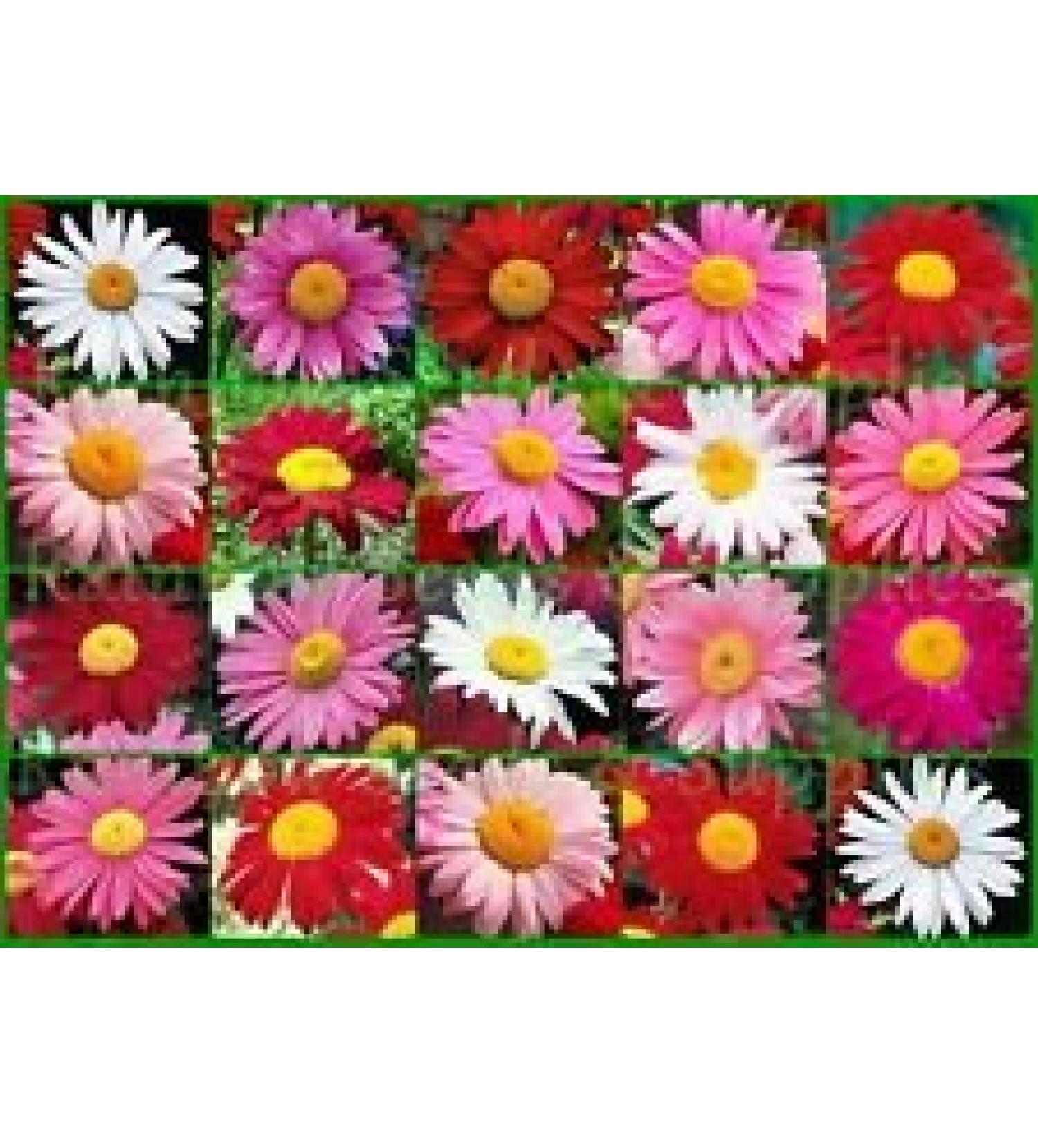 500+Painted Perennial Daisy Flower Seeds Pink Red White MidSummer Mix 16gram