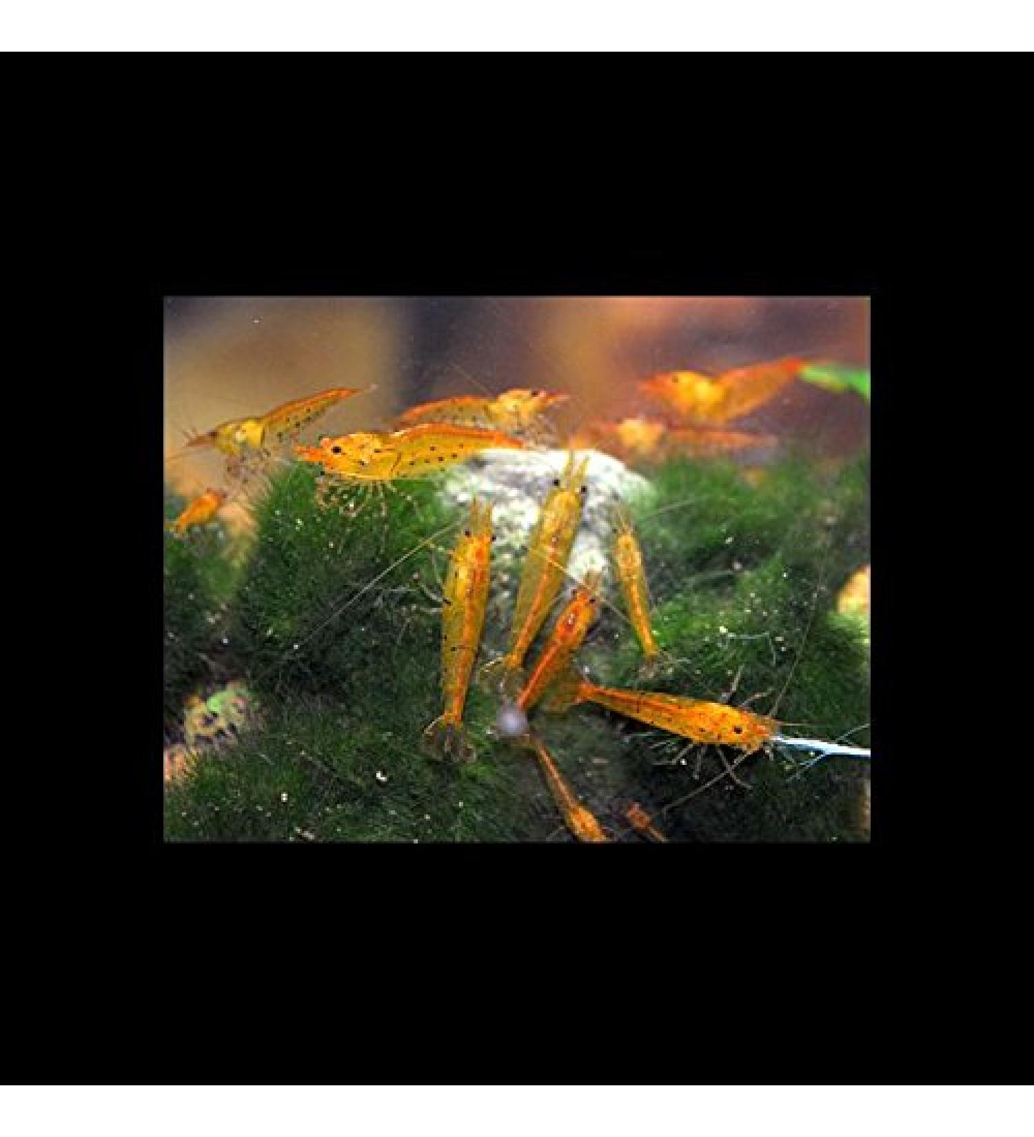 Zierfischtreff.de 10 pieces Caridina cantonensis Tangerine Tiger - Golden Tiger Shrimp