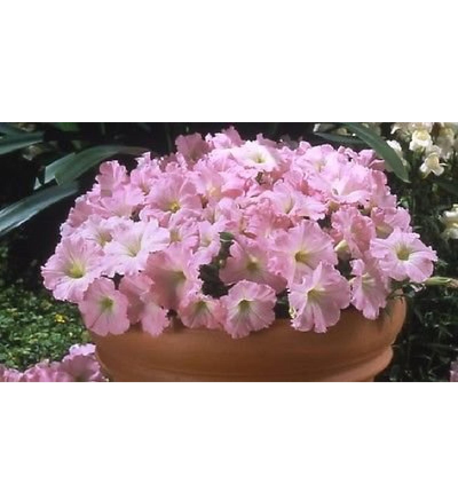 50 Semi-pelleted Petunia celebrity chiffon Morn FIORE