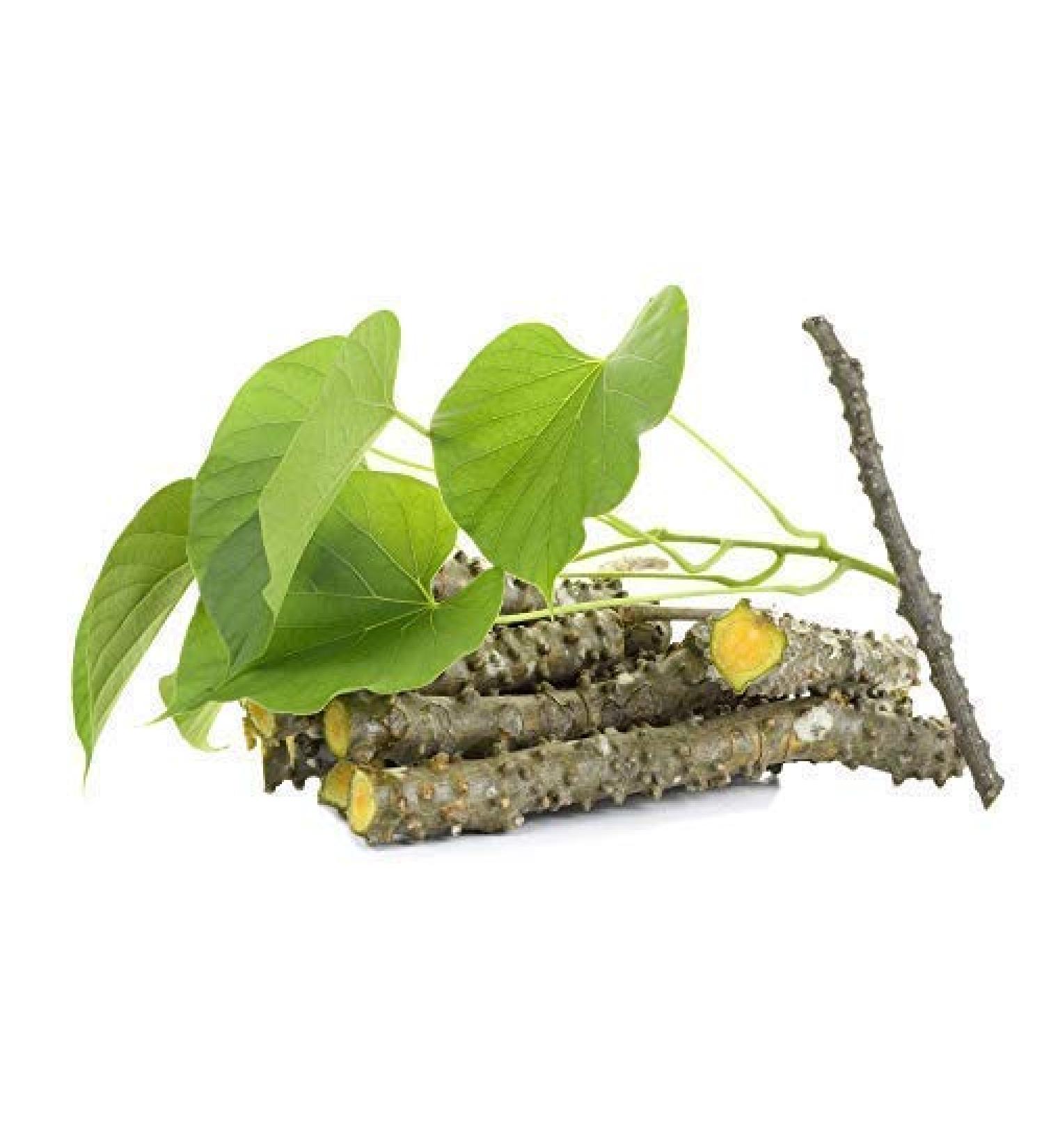 JadiButi Store Fresh Neem Giloy Sticks Set of 12 (6" Inch Long) Packing in Corrugated Box - Buy Online on GoSupps.com