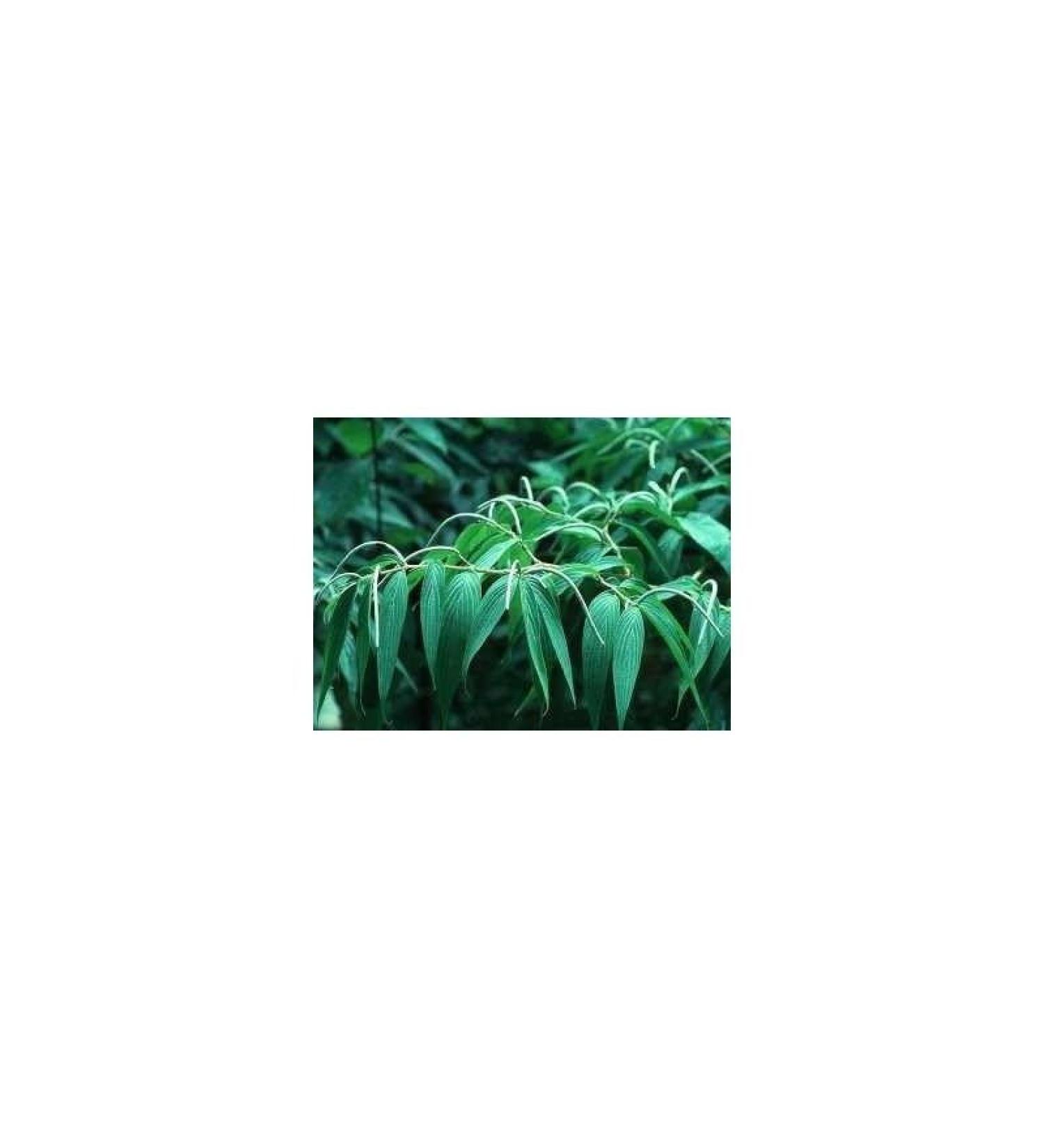 Tisane Poivre blanc grain 1 Kg Piper nigrum