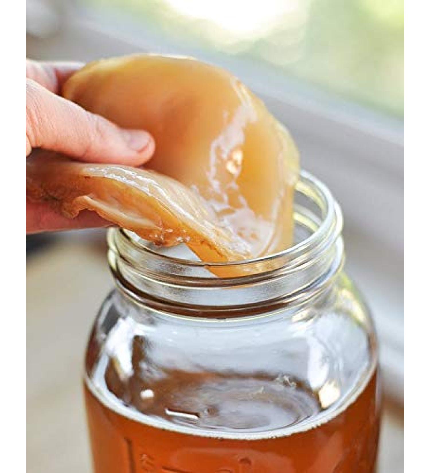 Organic Kombucha Scoby - Live Culture by Dpnamron - Buy Online on GoSupps.com