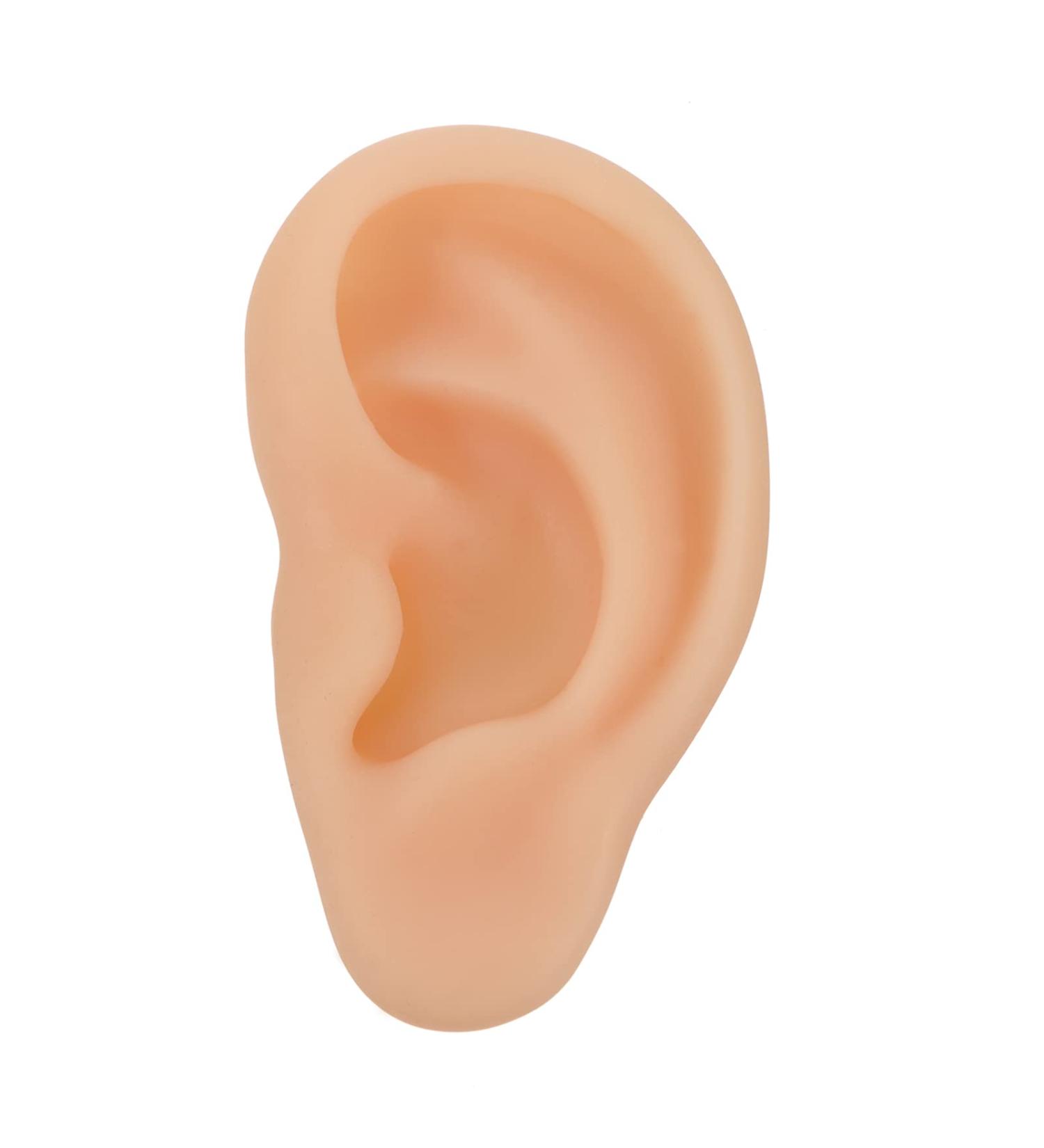 Buy Beavorty Ear Training Model - Realistic Left Ear Simulation for Teaching & Education | International Shipping Available - Buy Online on GoSupps.com