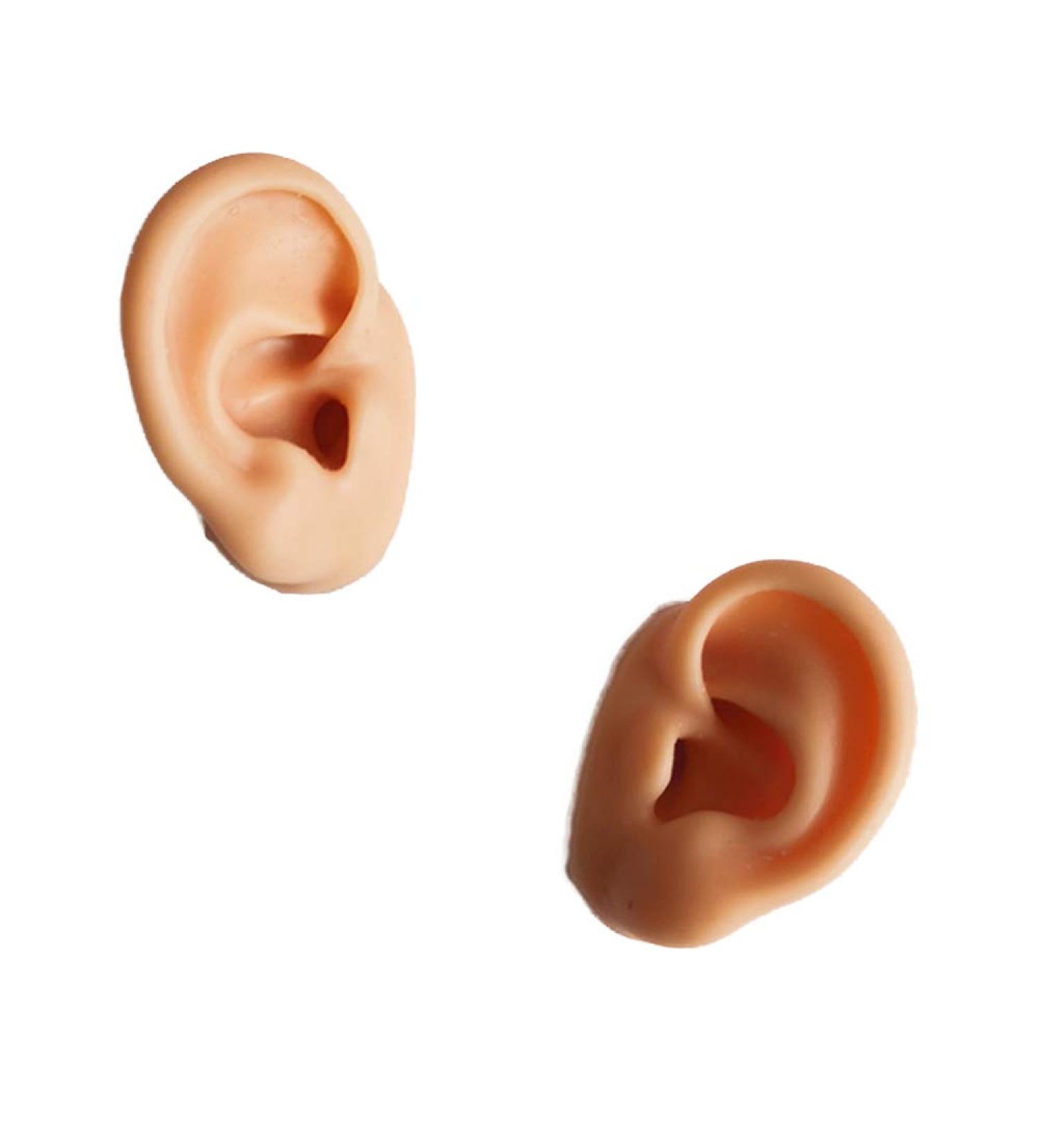 Highly Simulated Silicone Ear Models for Acupuncture Practice - 1 Pair - Buy Online on GoSupps.com