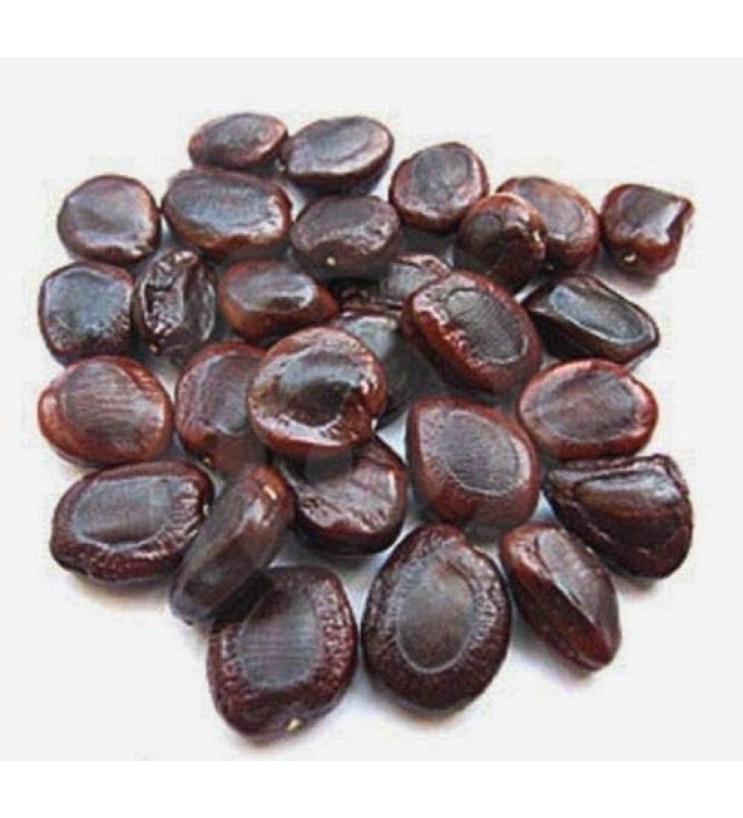 Fresh Organic A1 Quality Tamarind Seed | Imli Beej | Imli Seed - 1Kg - Buy Online on GoSupps.com