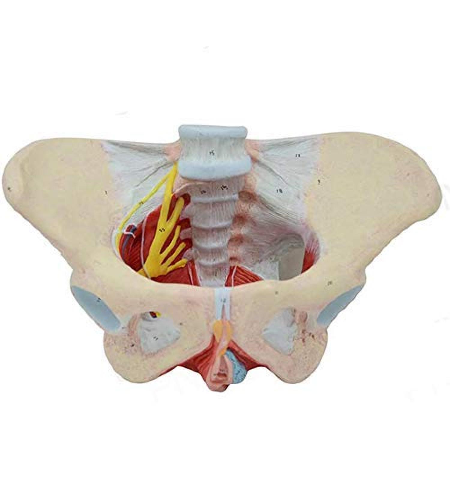 Basin Muscular Template - Woman Pelvic Floor Muscle Nerve Perineal Ligament Model - Anatomical Medical Basin with Pelvian Floor Muscles and Model - Buy Online on GoSupps.com