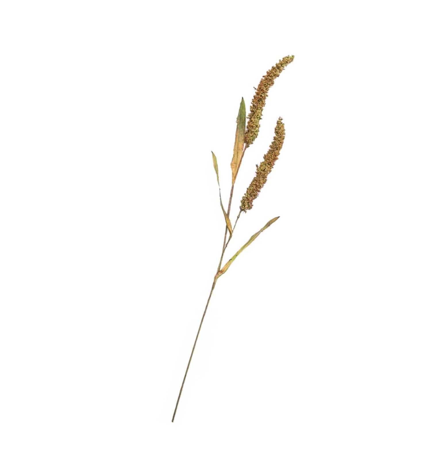 Alipis 3pcs Simulated Ears of Corn Dried Grasses Bundle Home D cor Dried Millet Home Accessories Decor Faux Plants Artificial Plant Home Decor Millet Decor Paddy Artificial Grass Iron Greenx3pcs 12X75CMx3pcs - Buy Online on GoSupps.com