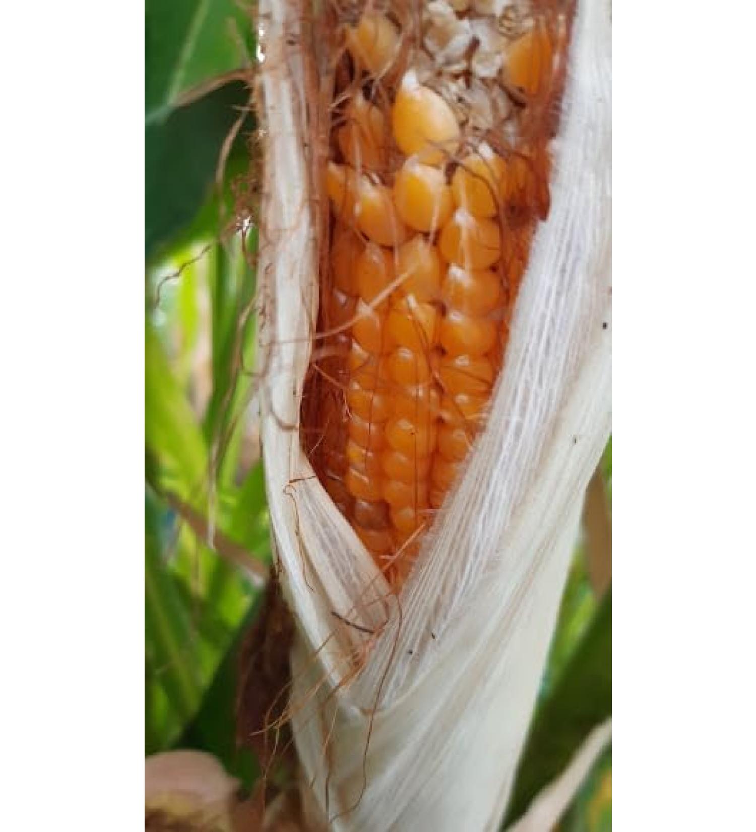 GANDIN BARBED CORN - Buy Online on GoSupps.com