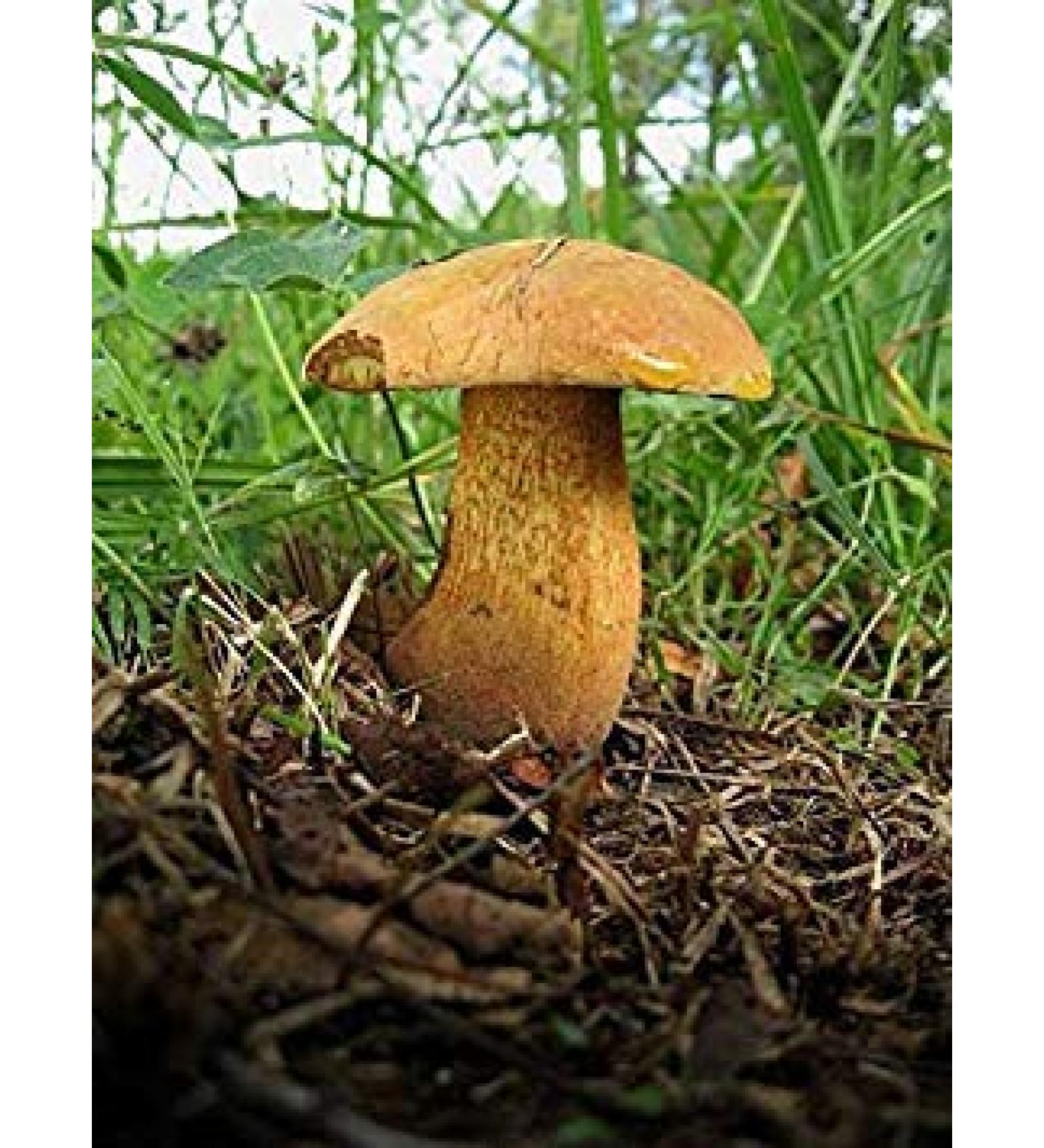 Germinazione I Semi: 15 g Fresco luridi porcino Boletus Cep Porcini micelio di Fungo Spawn Semi Spore