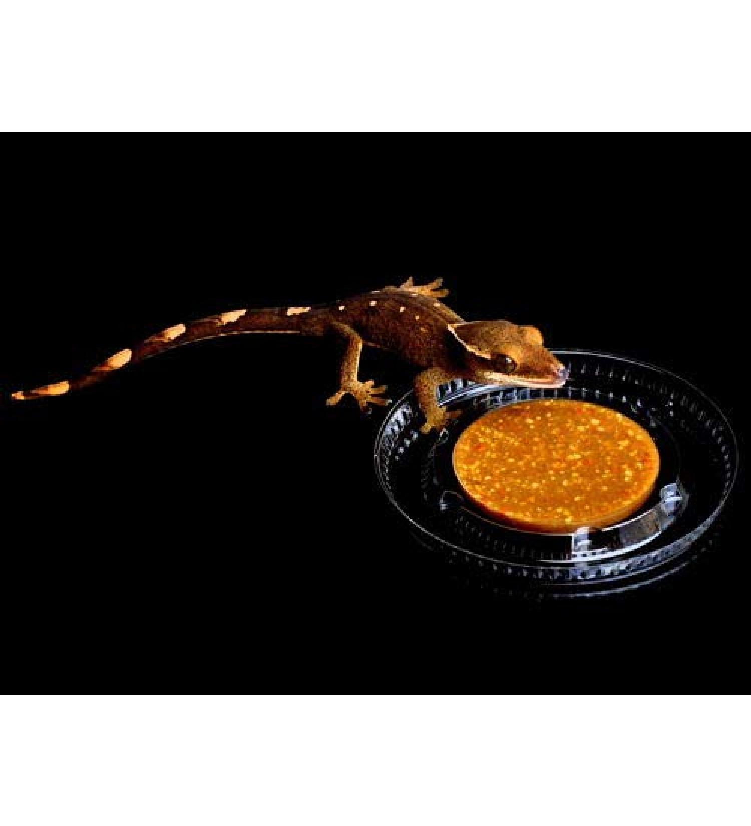 NewCal Feeding Lids (50 Pack)