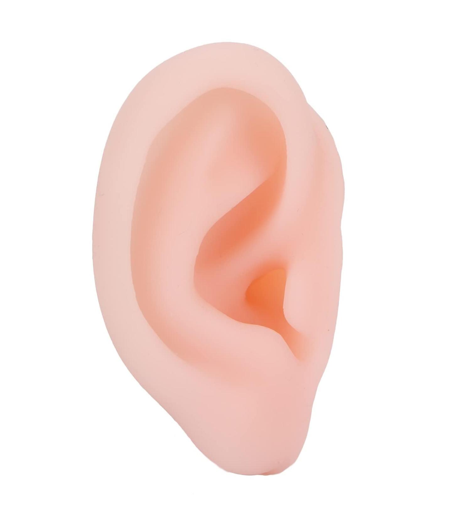 Silicone Earmold Ear Picking Practice Tools 1:1 Restoration Educational Tools Clear - Buy Online on GoSupps.com