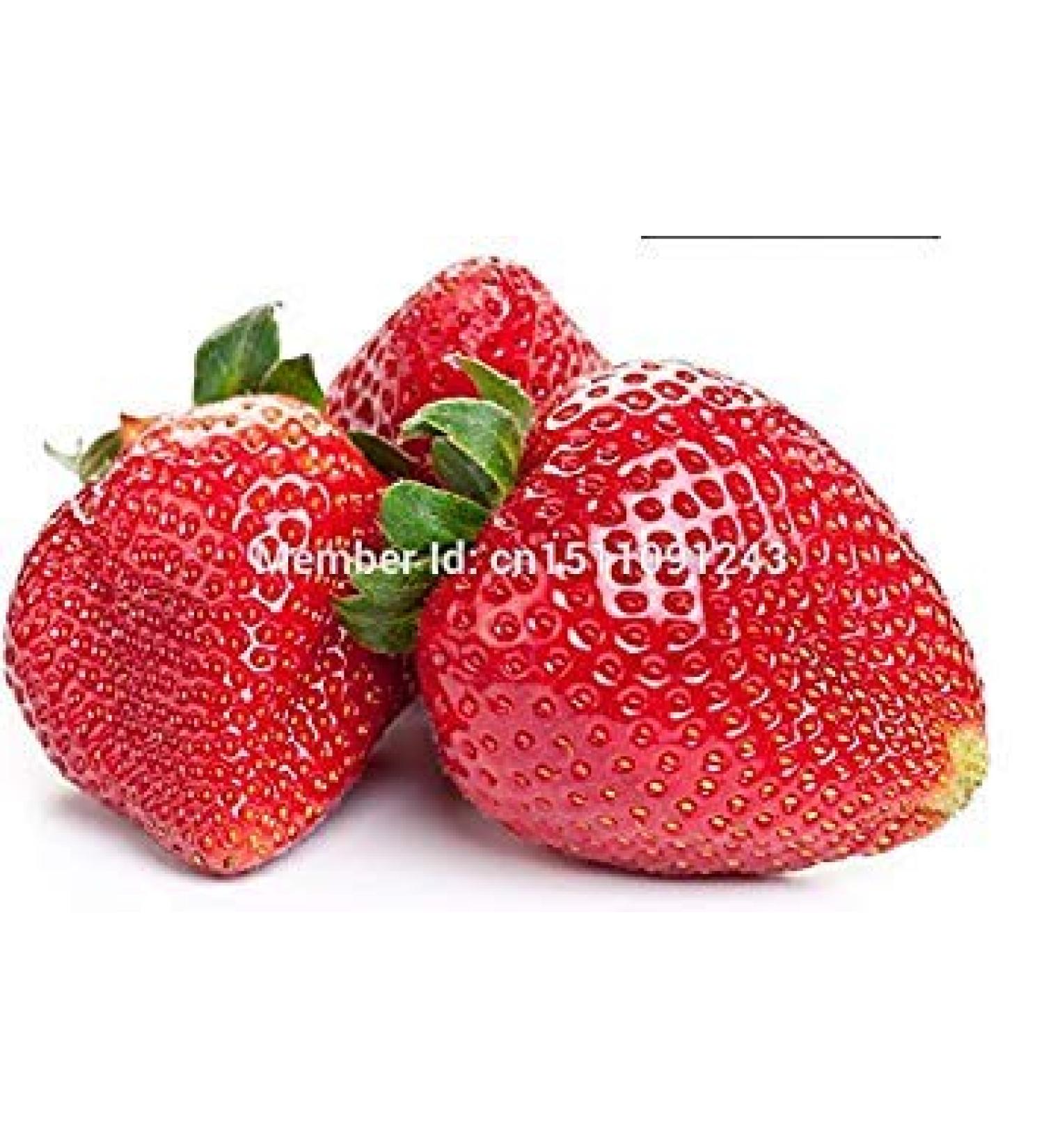 Vistaric mango seeds, rich in nutrients of tropical fruits, fruit seeds, 10 seeds