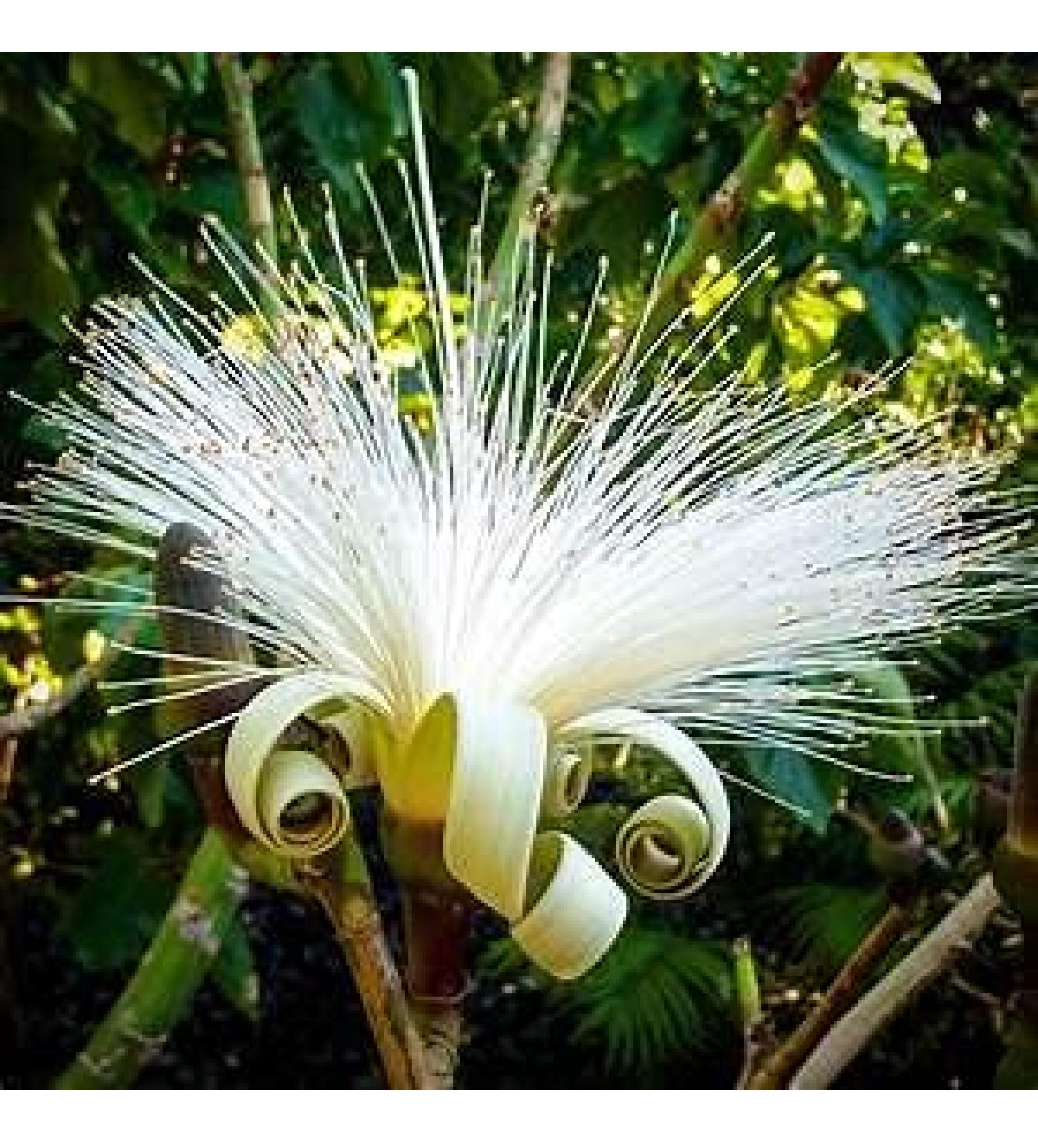 Genipap 5 razor brush tree seeds