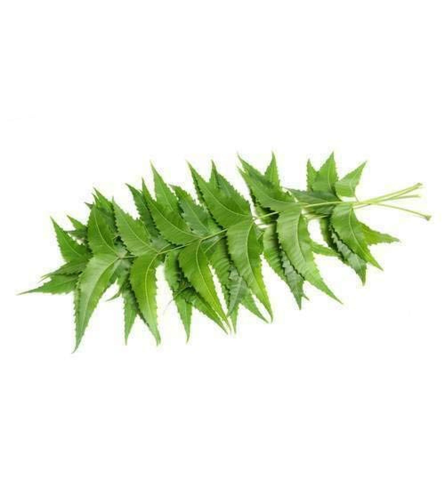 HoitoDeals Indian Fresh Organic Neem Leaves Nim Leaf Medical Use Acne & Skin Care 10g