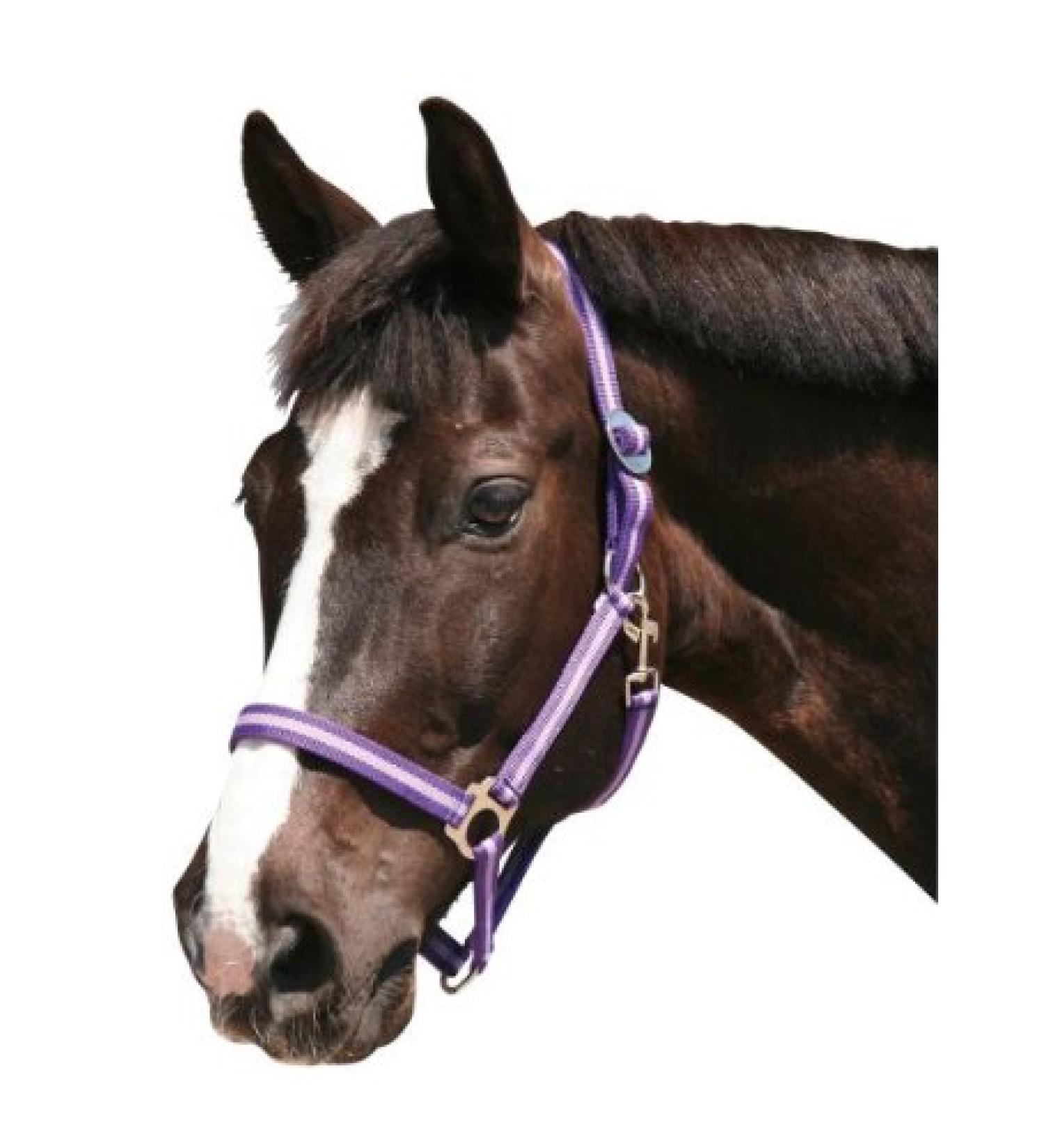 Kerbl Nylon Halter Hippo Nylon Halter for Pony Shetty Full Cob XFull 6 Colors 1 dark purple