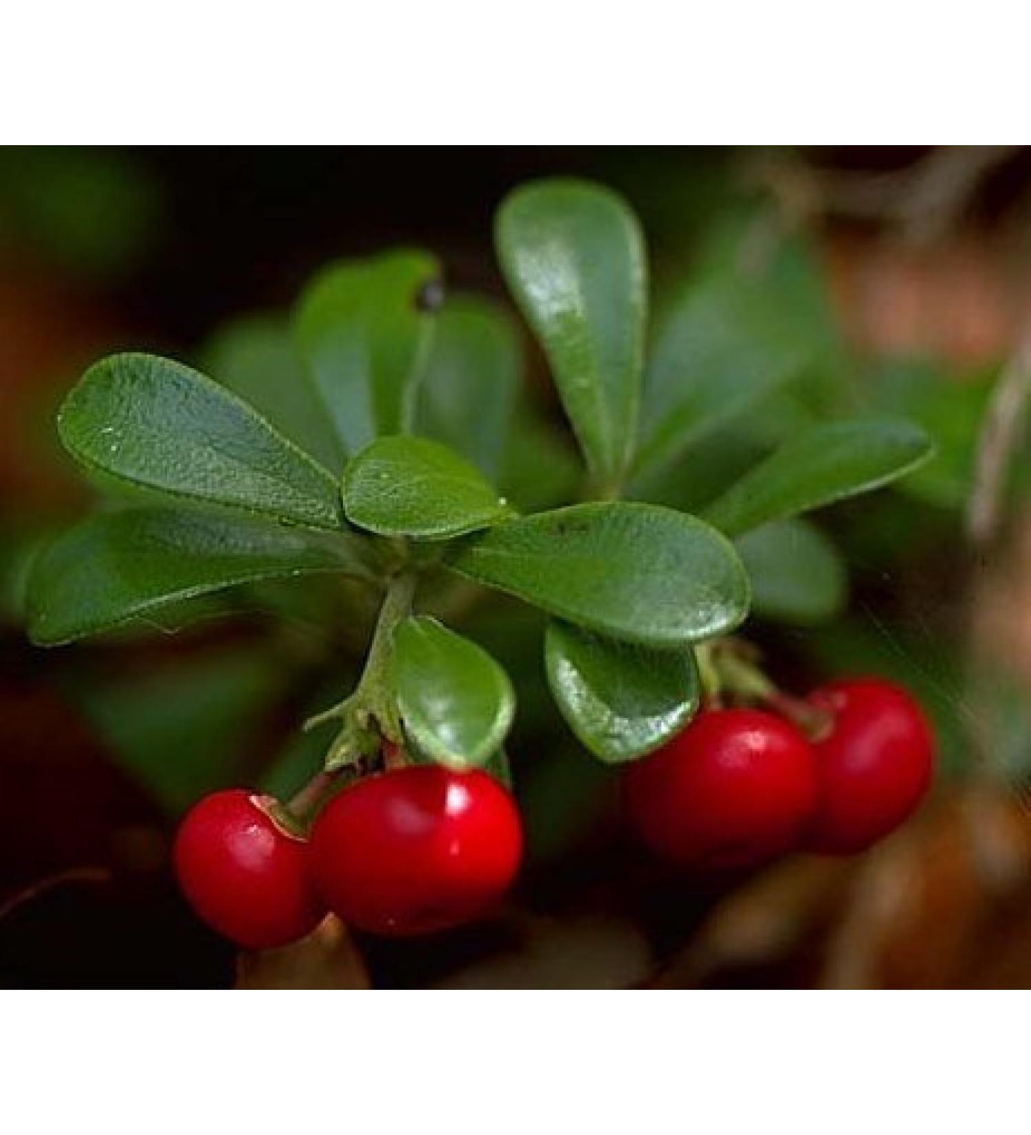 Uva Ursi Leaf Cut&Sifted- Wildcrafted - Arctostaphylos uva-ursi (454g One Pound) Brand: Herbies Herbs