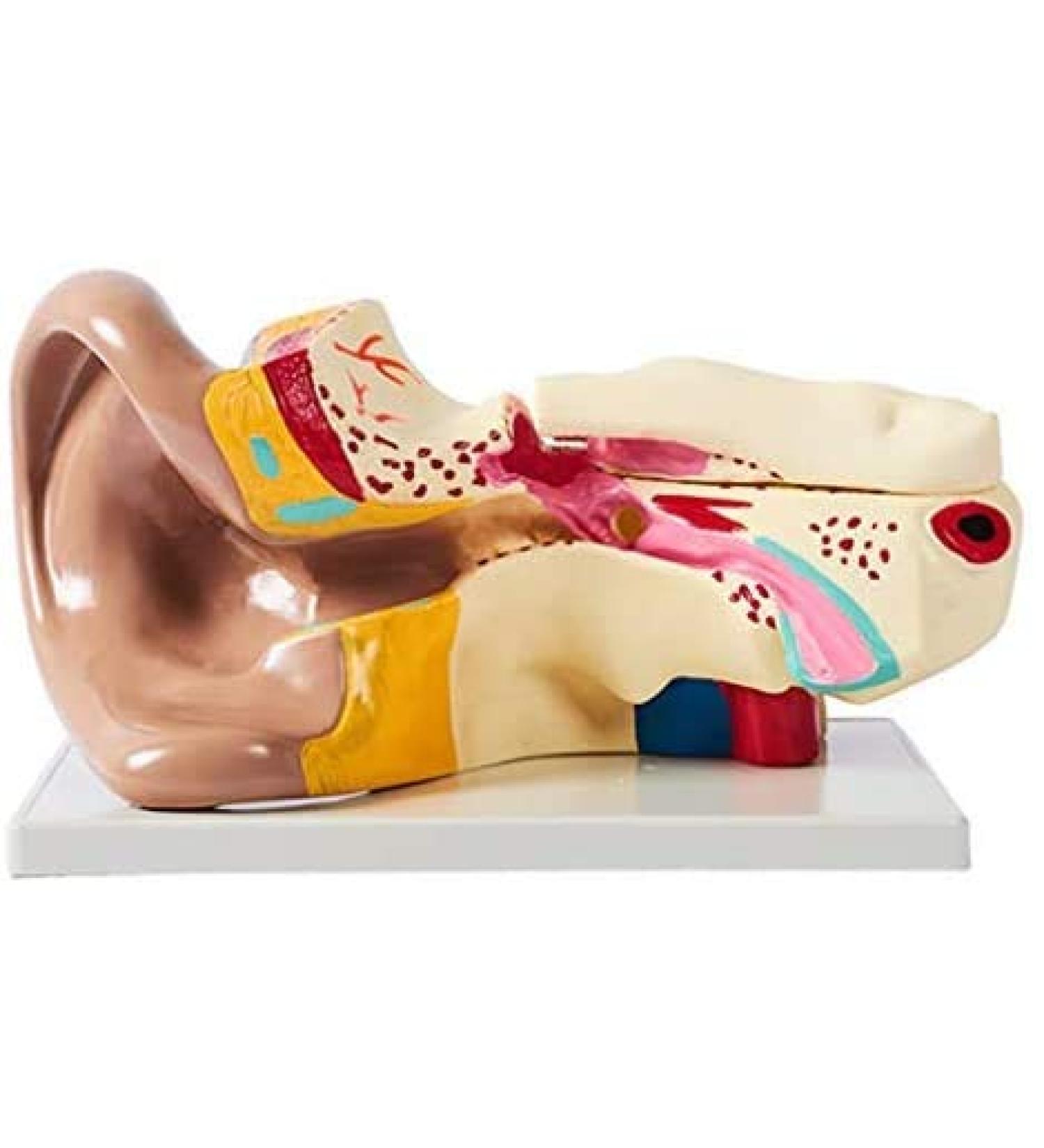 Unisex Adult Oversized Ears Model 29x17cm PVC Plastic Removable Model anatomiesystem for Medical - Buy Online on GoSupps.com